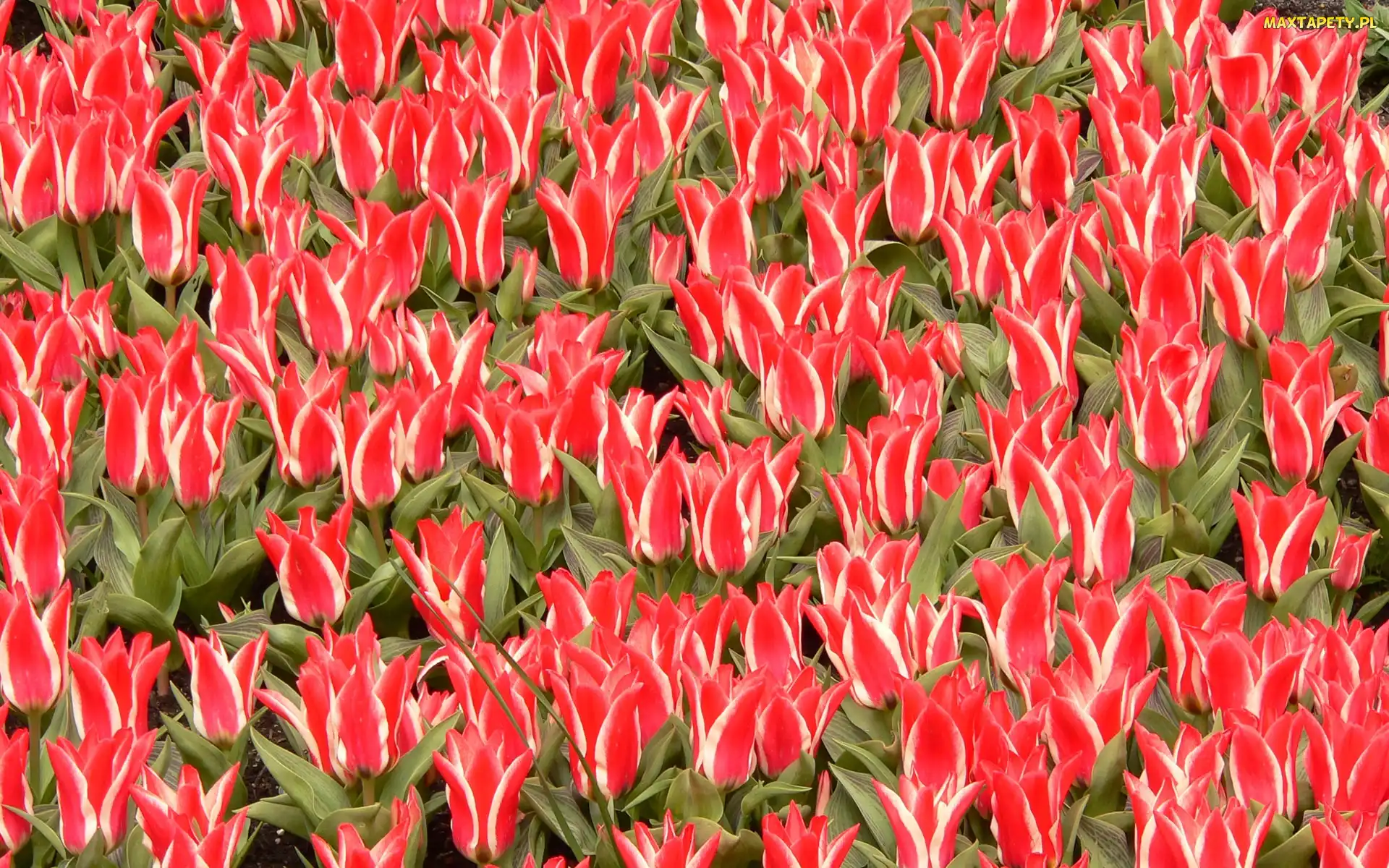 Czerwono, Tulipanów, Ozdobnych, Białych, Plantacja