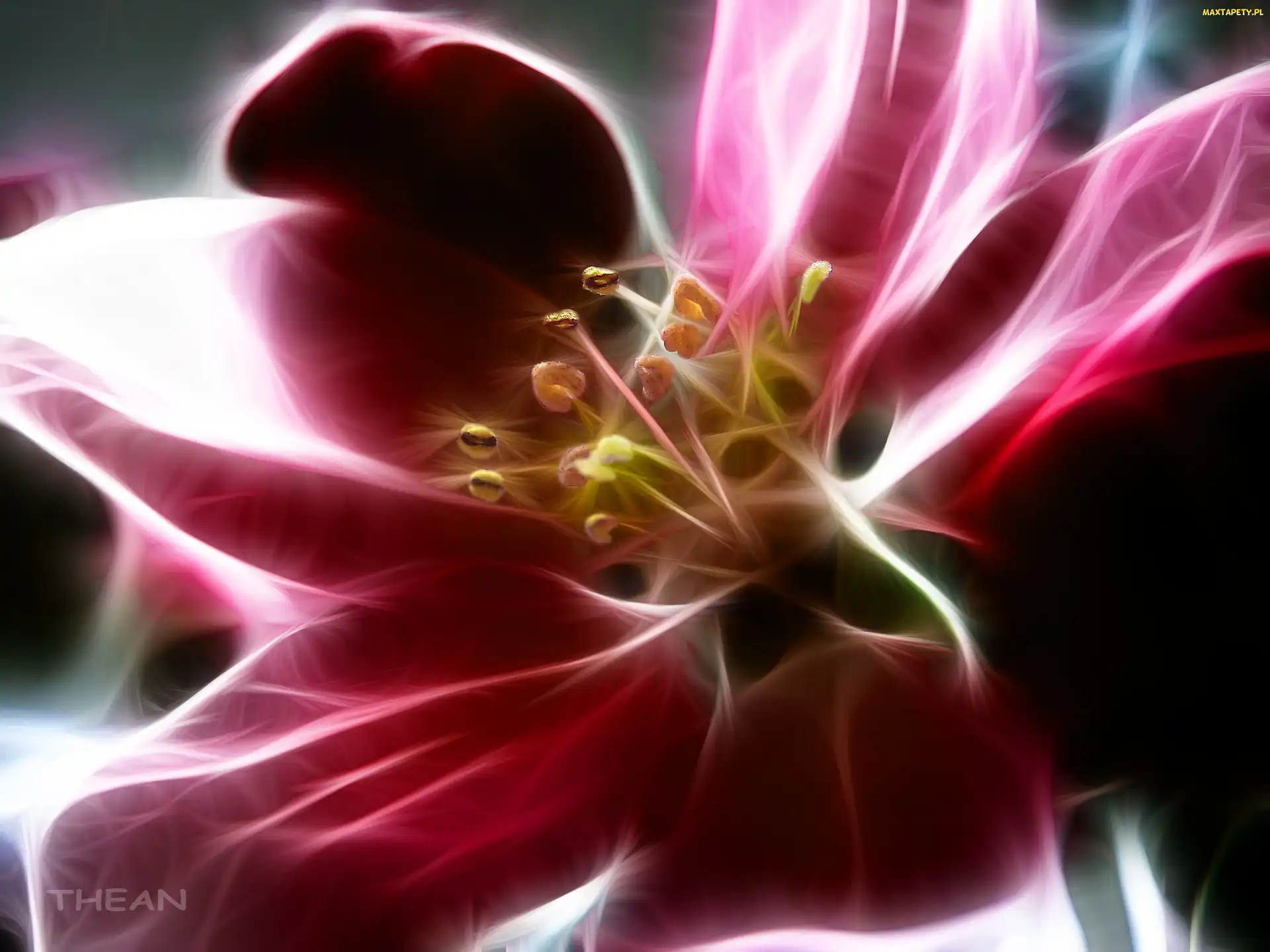 Fractalius, Kwiat
