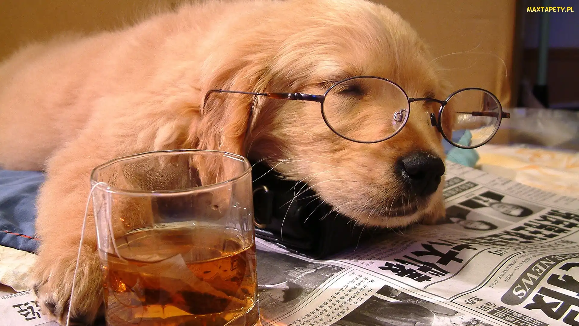 Pies, Gazeta, Okulary