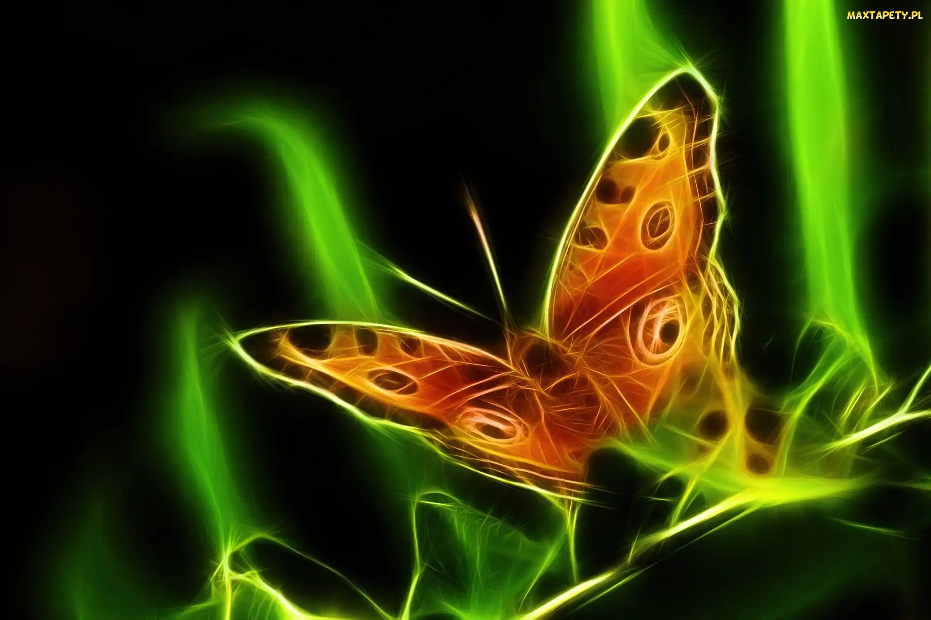 Motyl, Wektorowa, Grafika