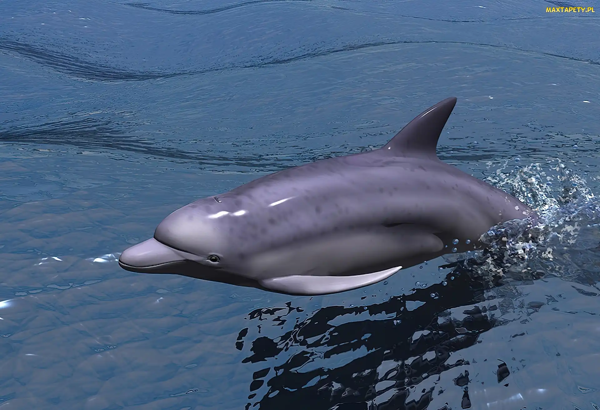 Delfin, Grafika