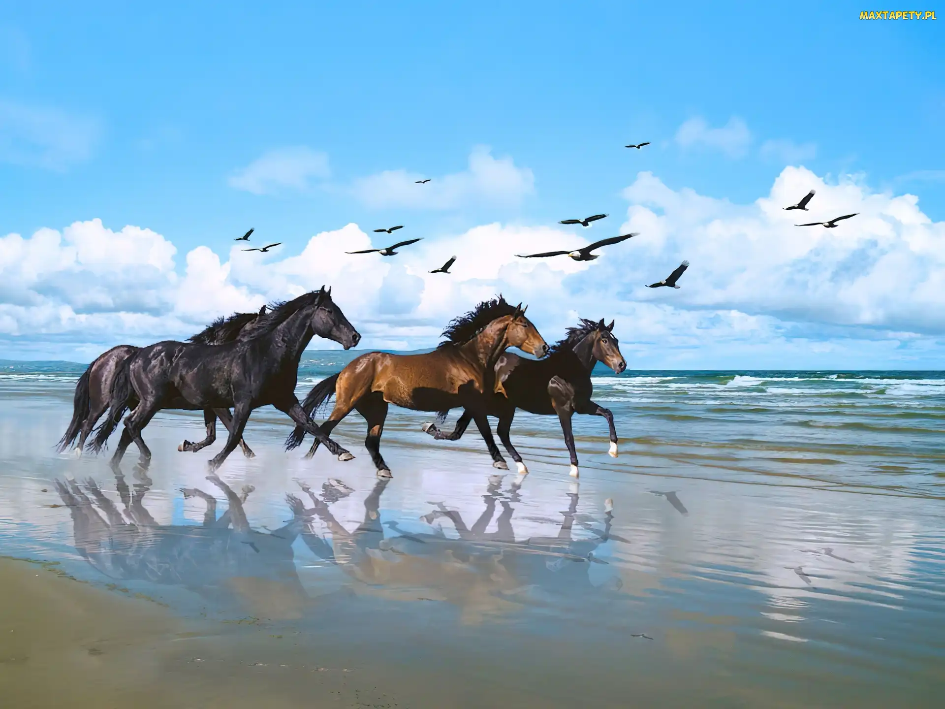 Plaża, Ptaki, Konie, Galop