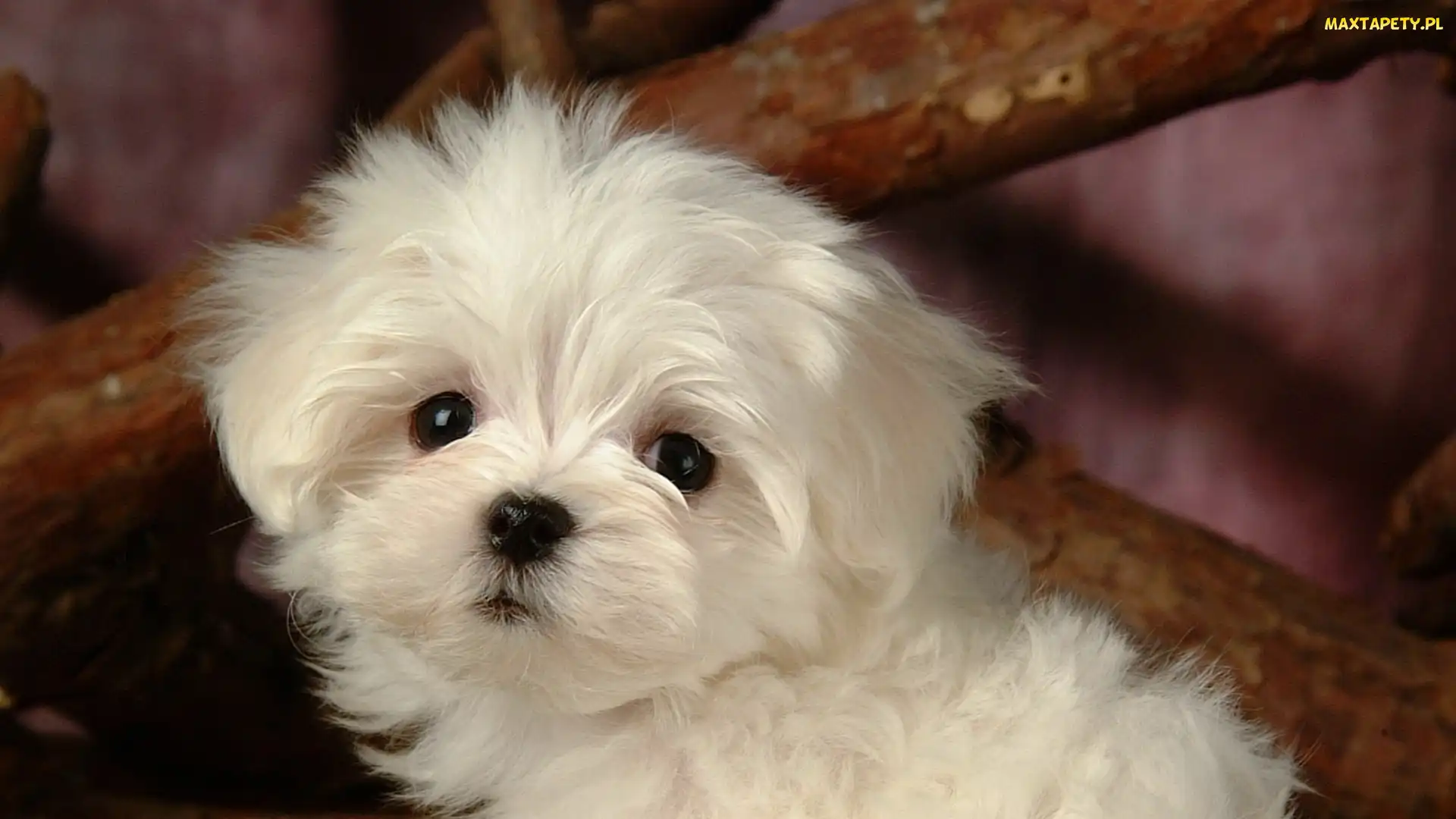 Bichon frise, Piesek, Mały, Biały