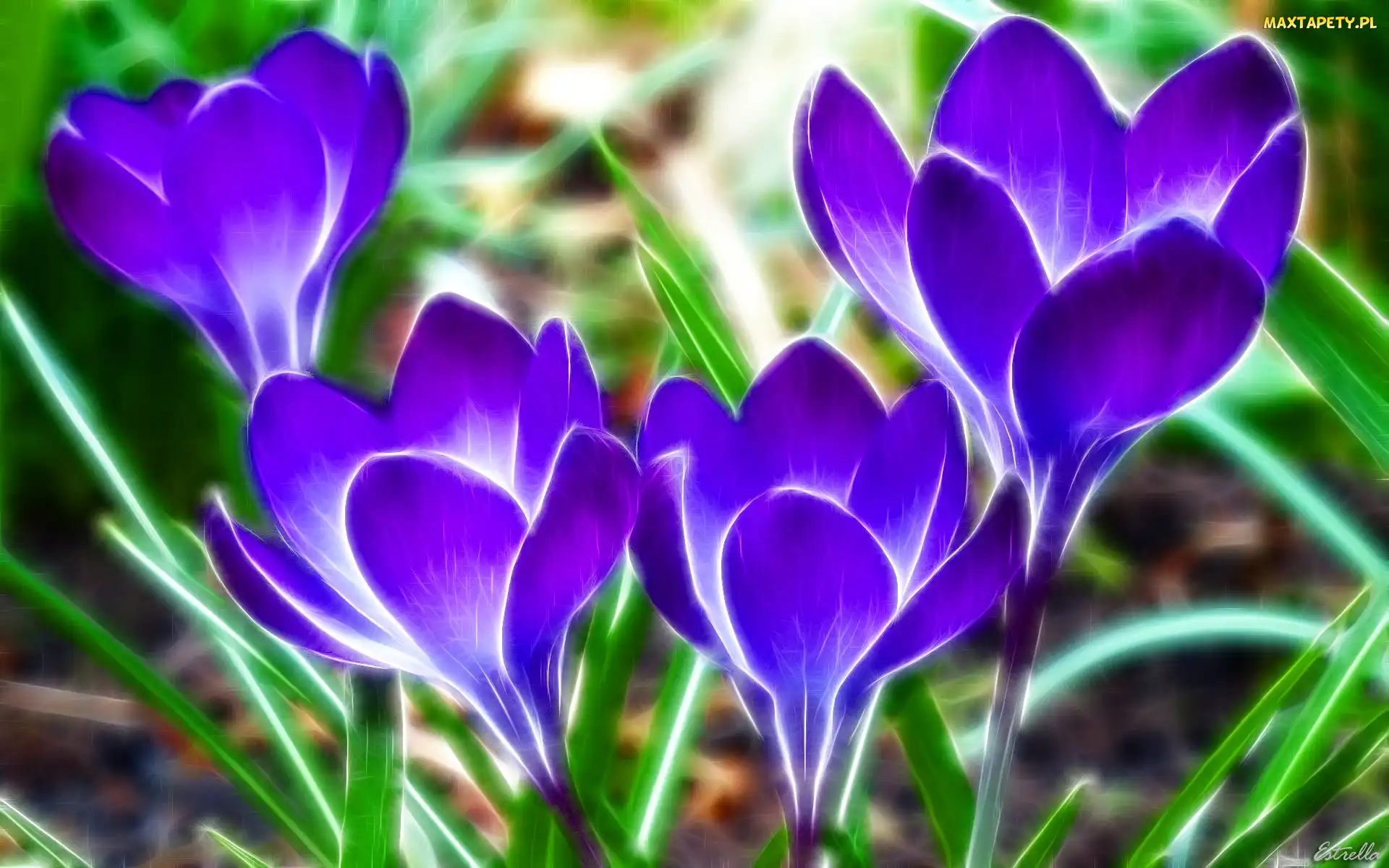 Krokus, Grafika