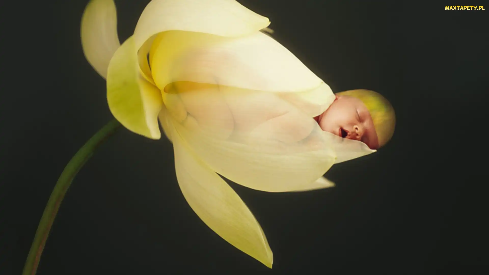 Niemowlę, Anne Geddes, Kwiatek