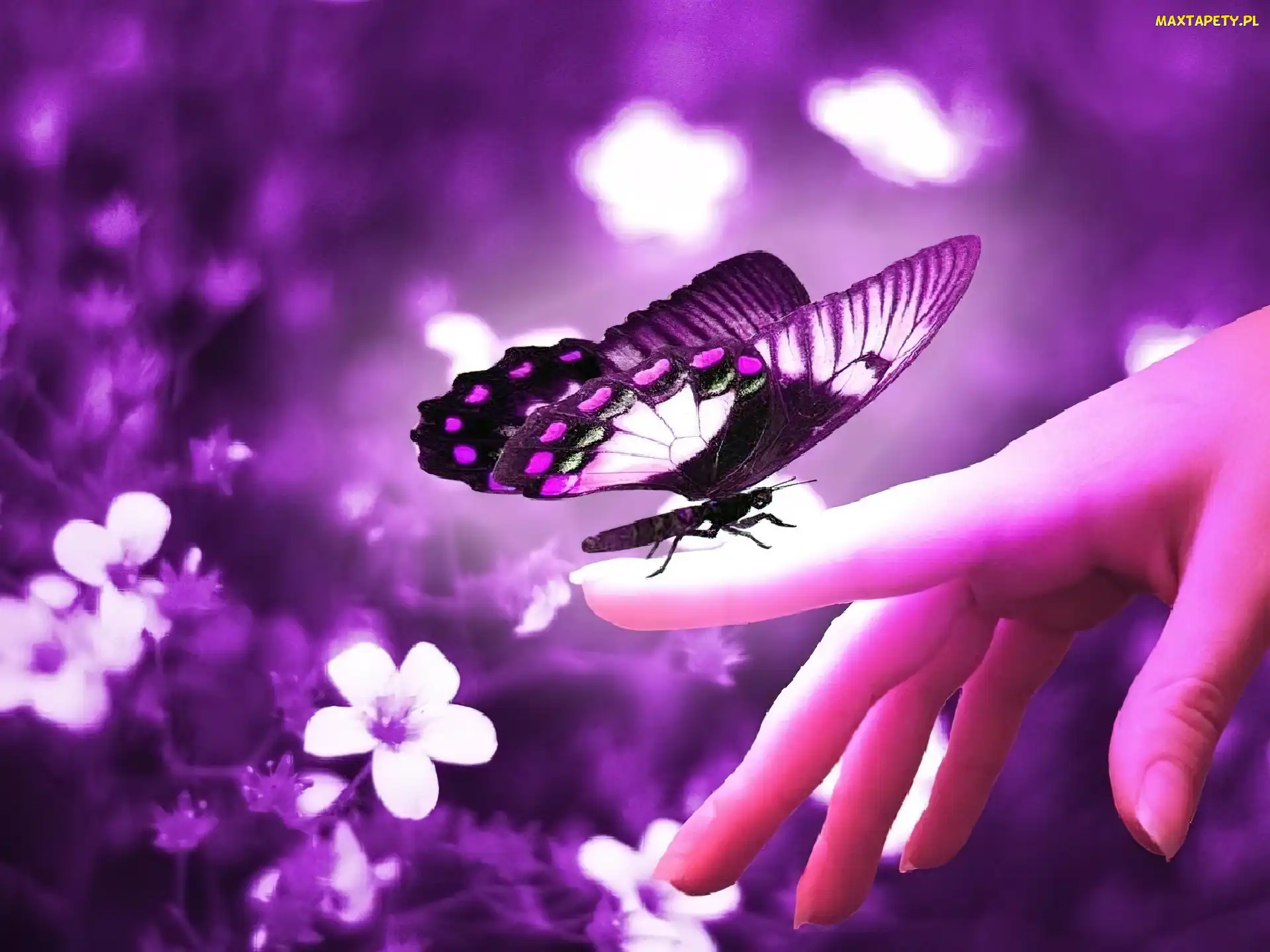 Dłoń, Kwiaty, Motyl