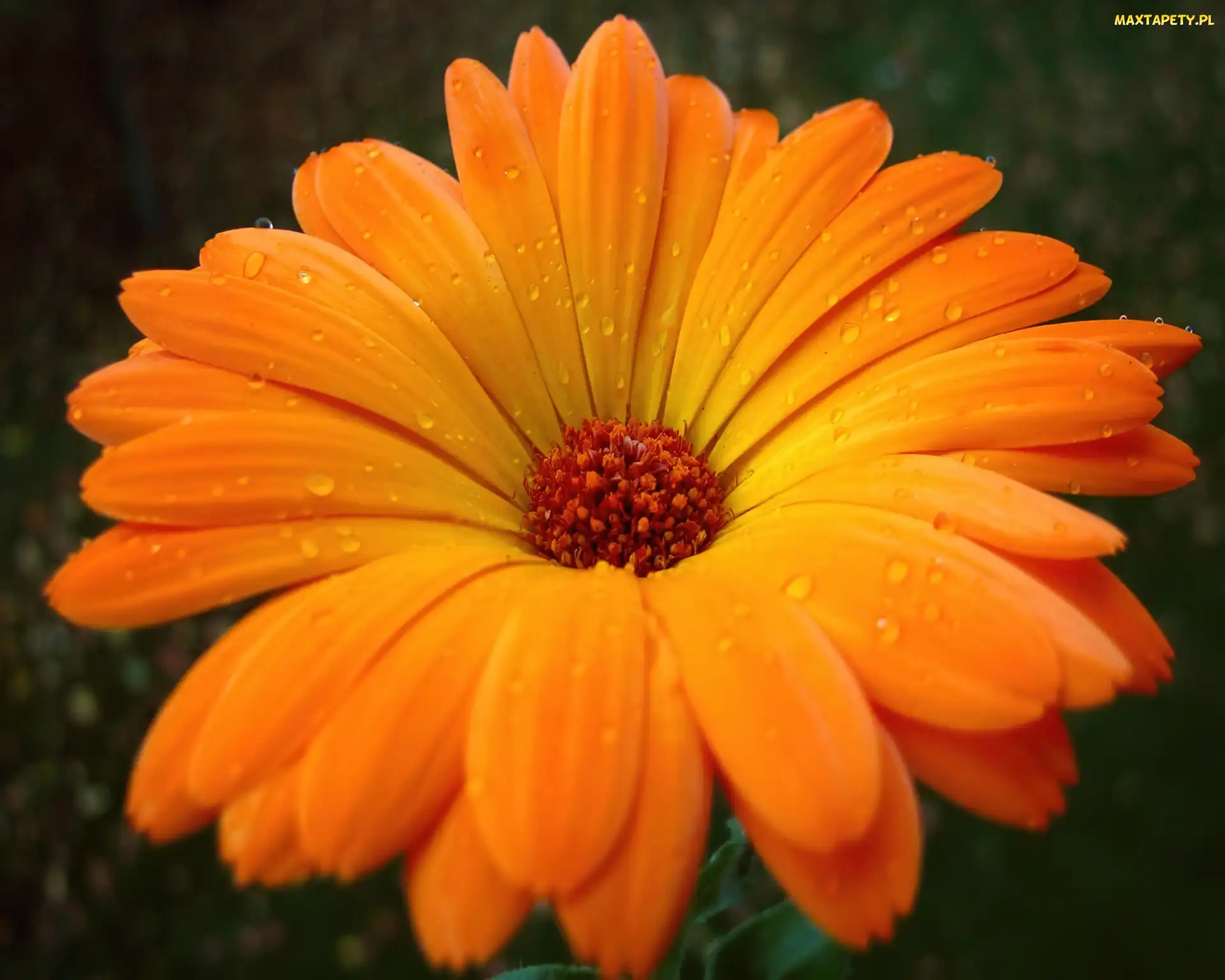 Pomarańczowa, Gerbera