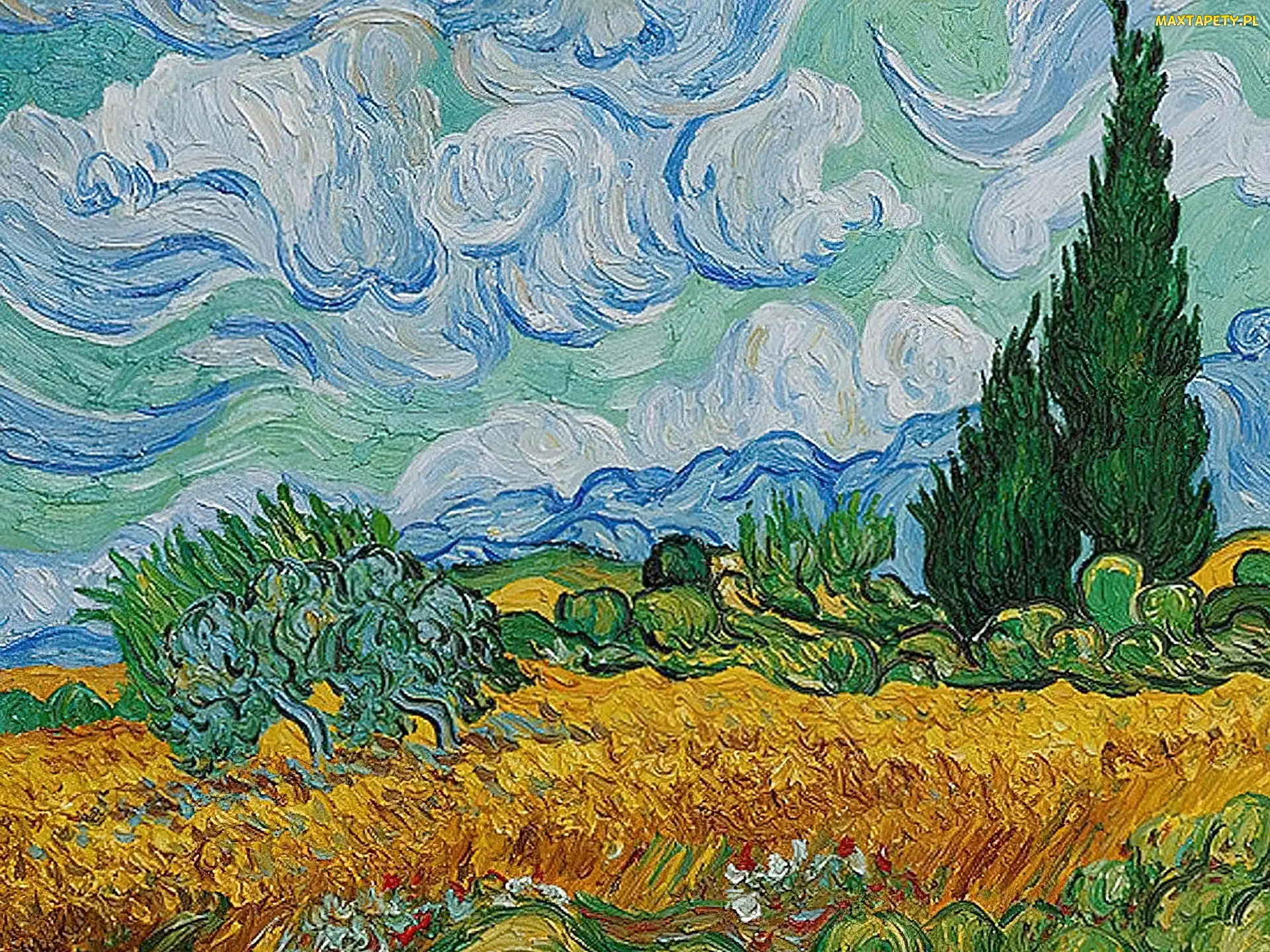 Pole, Cyprysami, Z, Pszenicy, Vicent Van Gogh