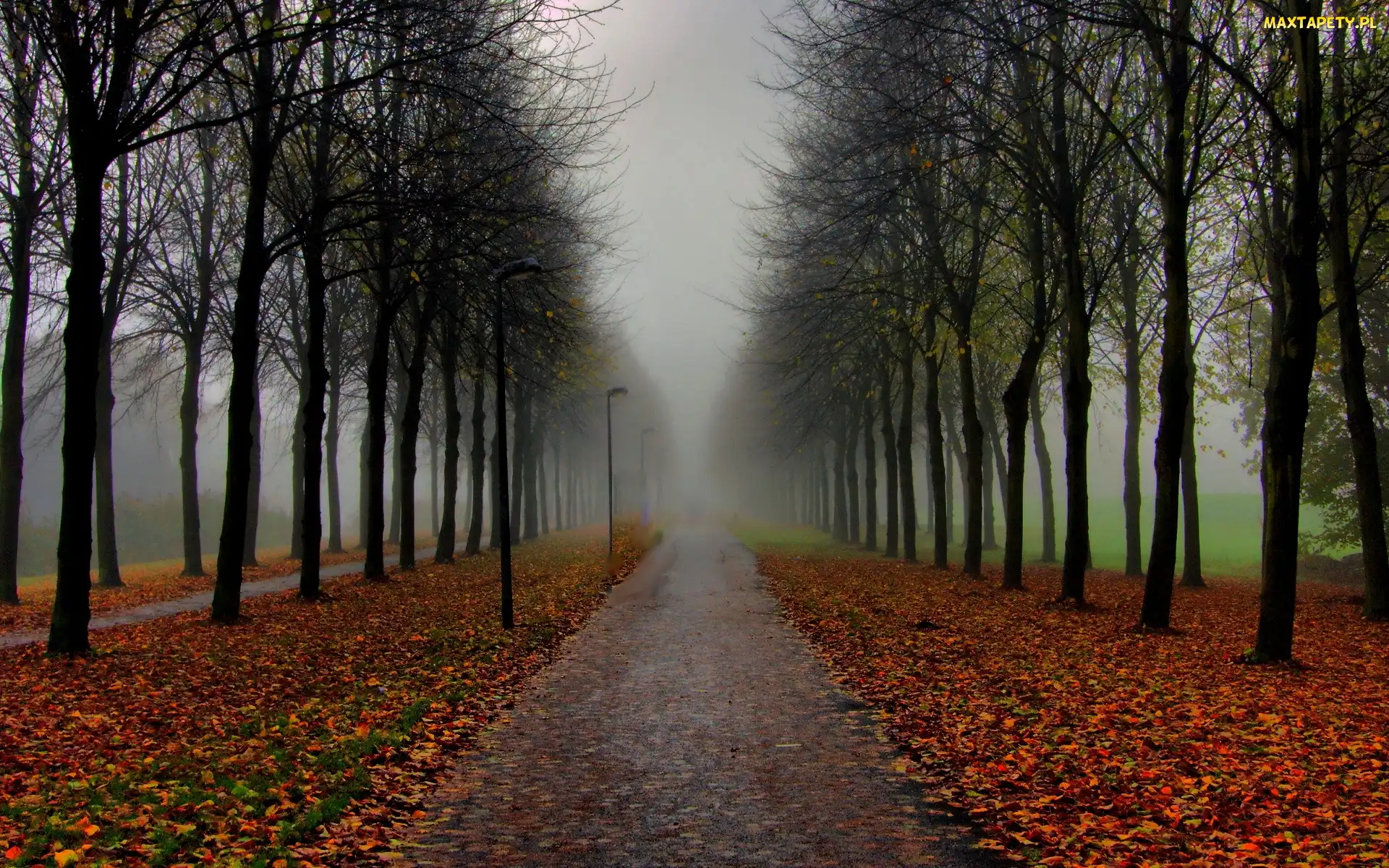 Park, Drzewa, Droga, Gołe, Jesień