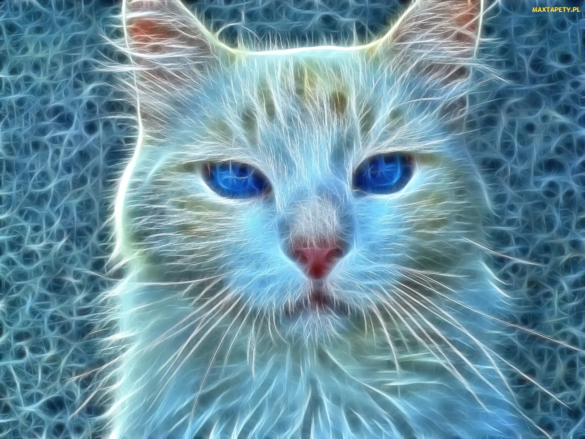Kot, Fractalius