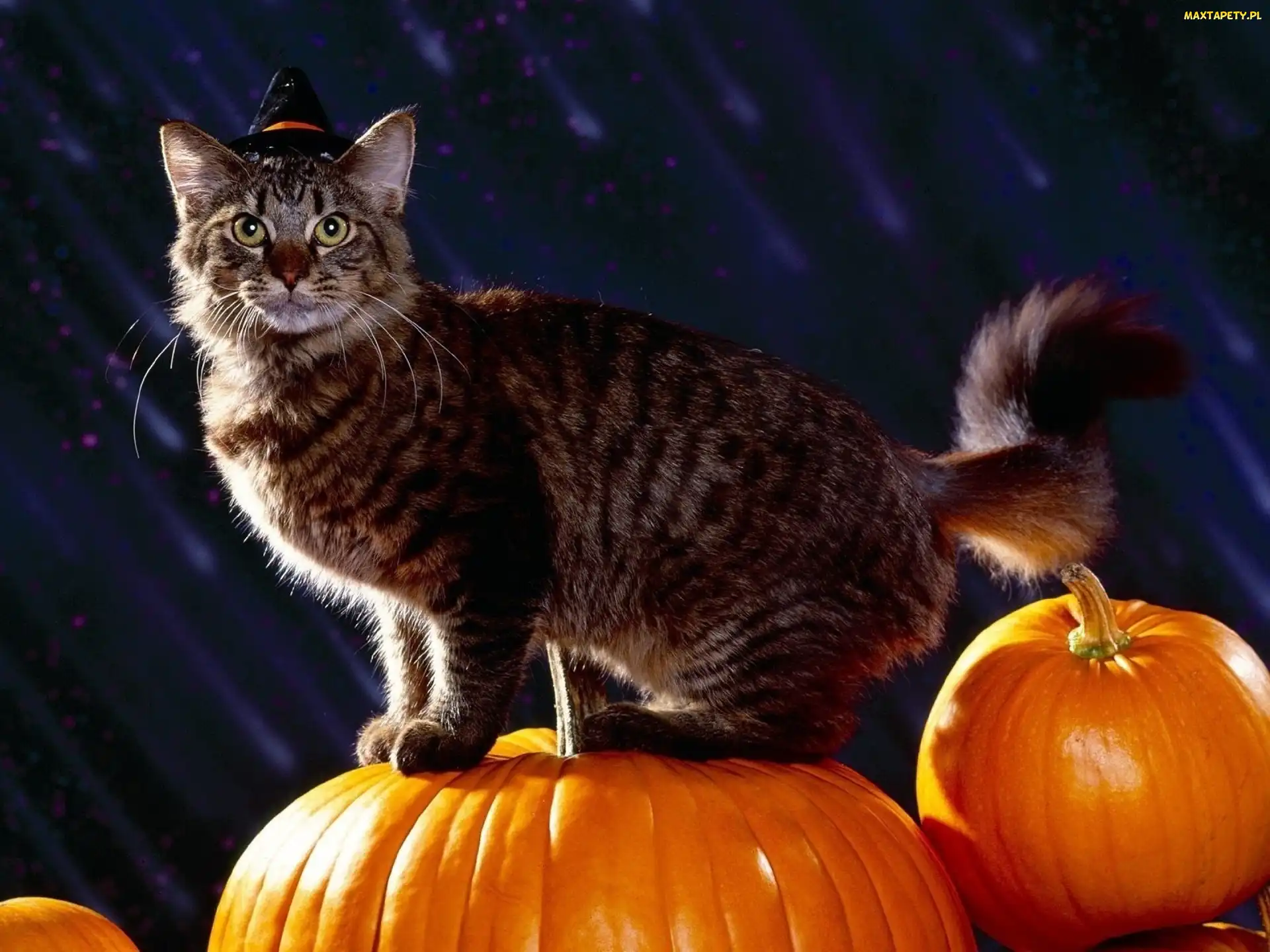 Dynia, Halloween, Kot