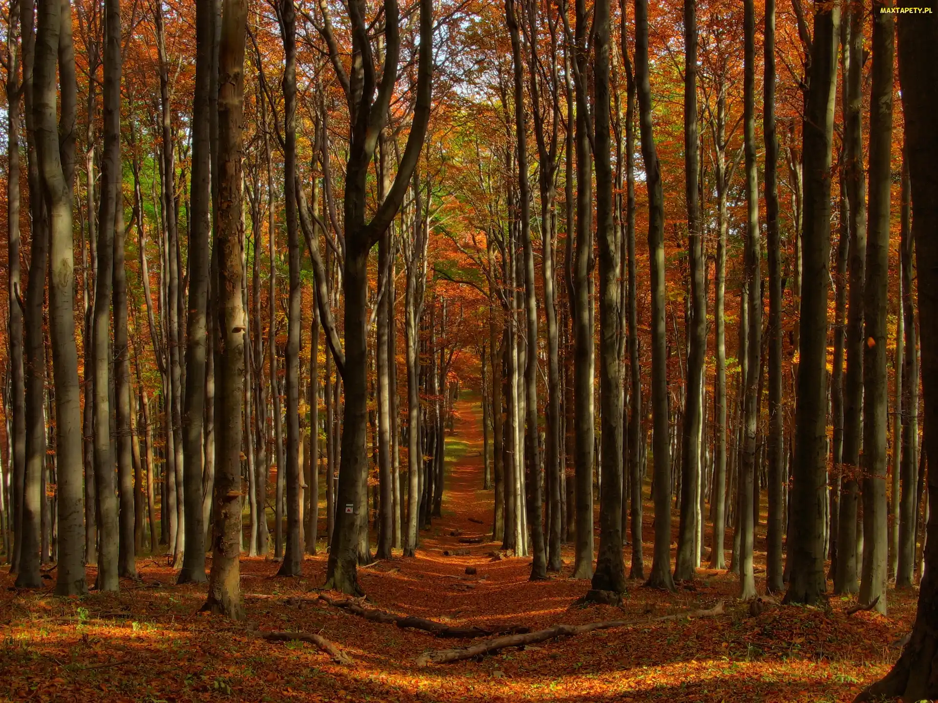 Las, Jesień, Ścieżka