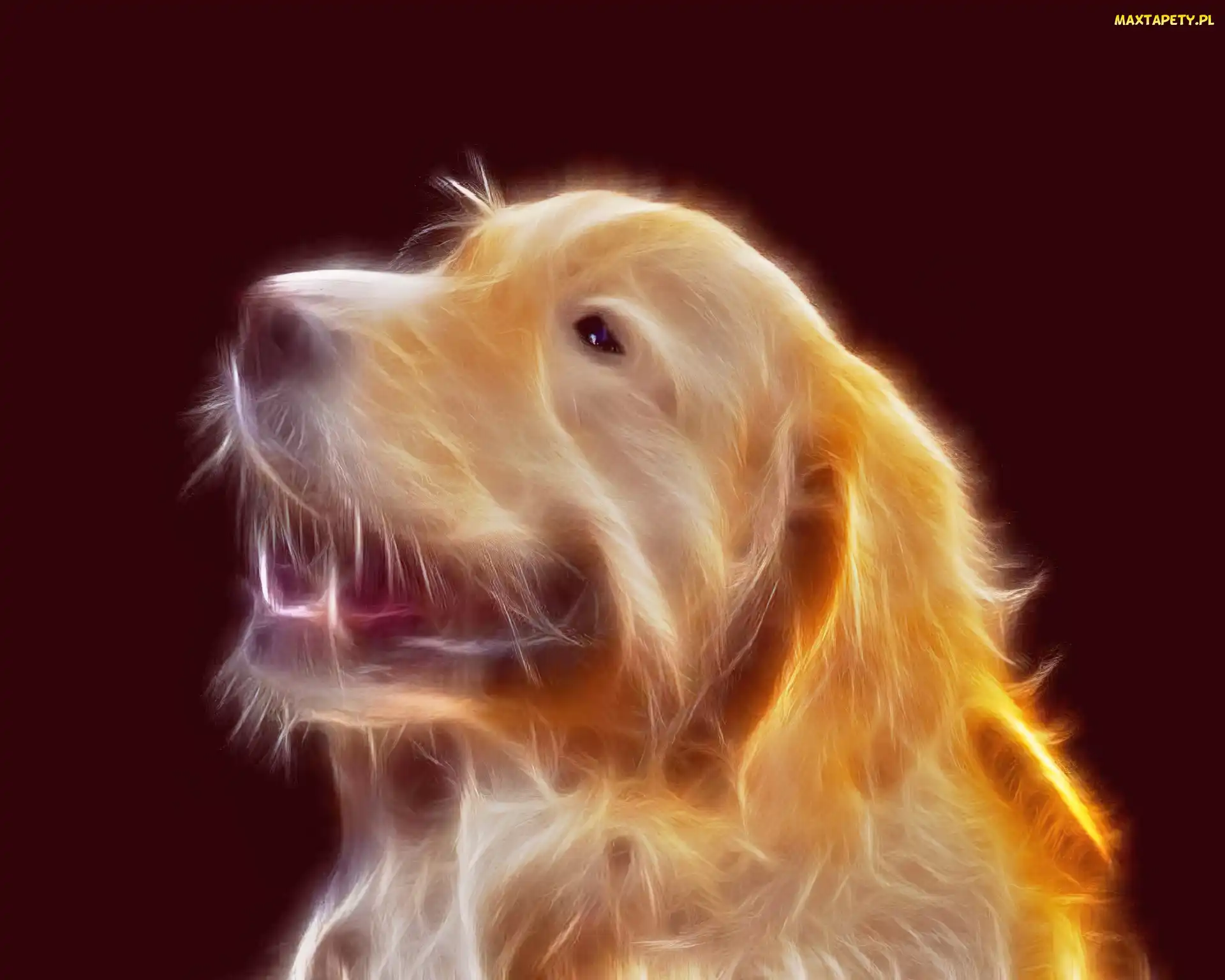 Pies, Fractalius, Żółty