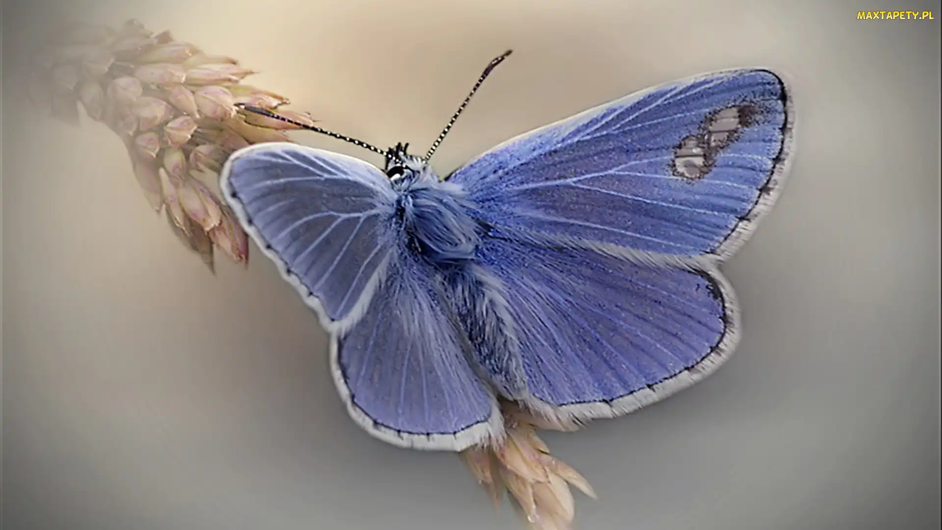 Kłos, Modraszek, Niebieski, Motyl