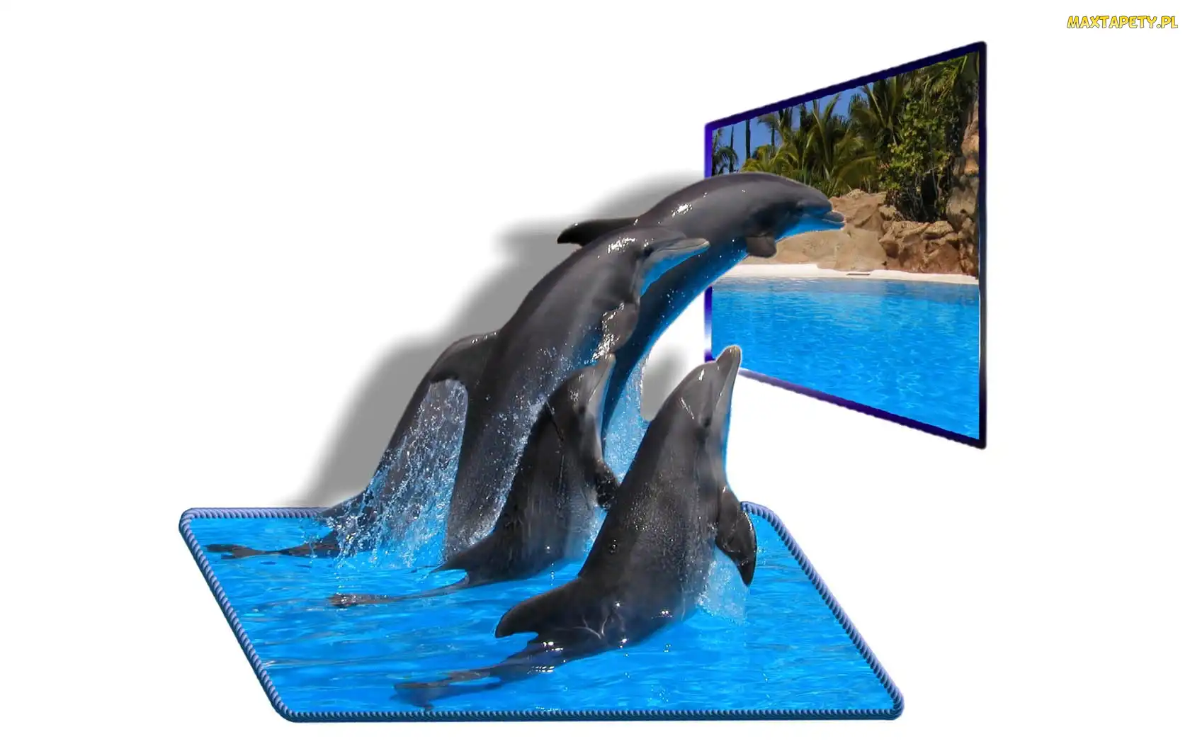 4D, Plaża, Cztery, Delfiny