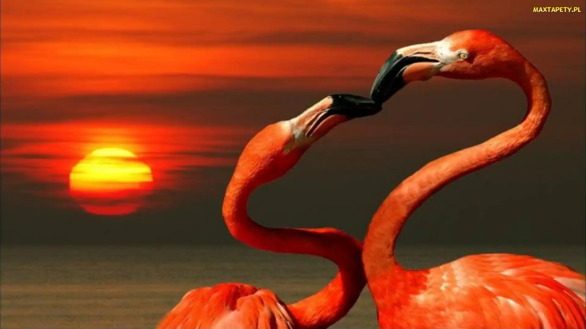 Dwa, Pocałunek, Flamingi