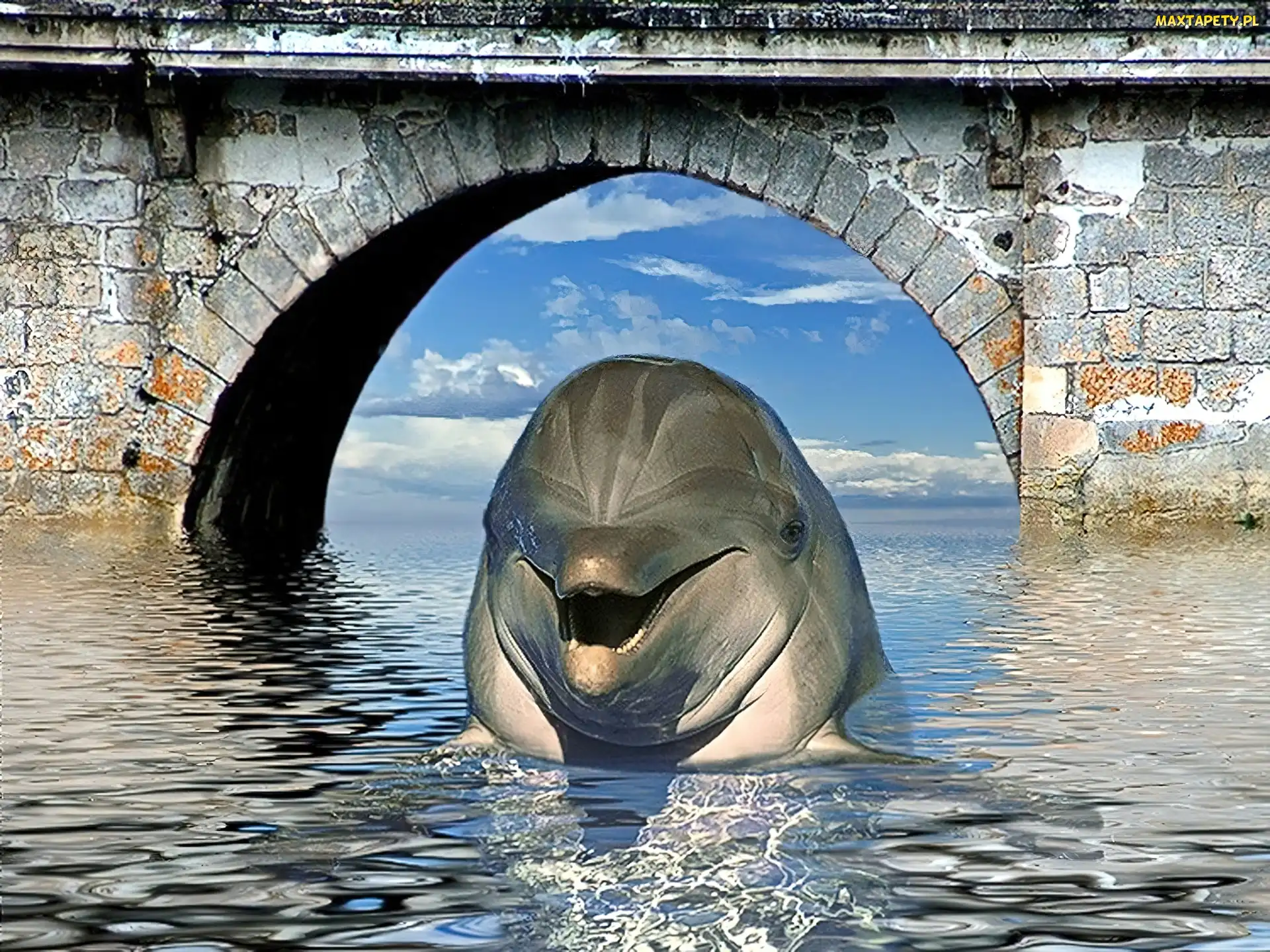 Woda, Most, Delfin