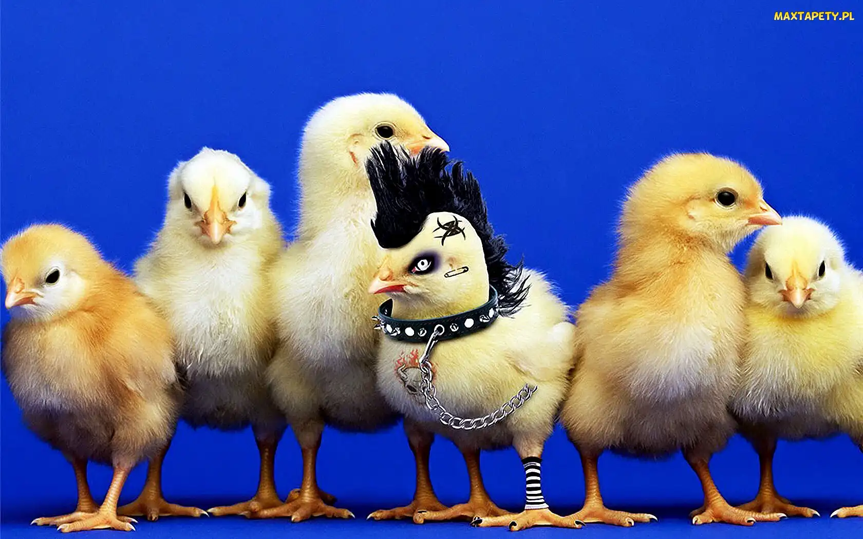 Kurczaki, Punk