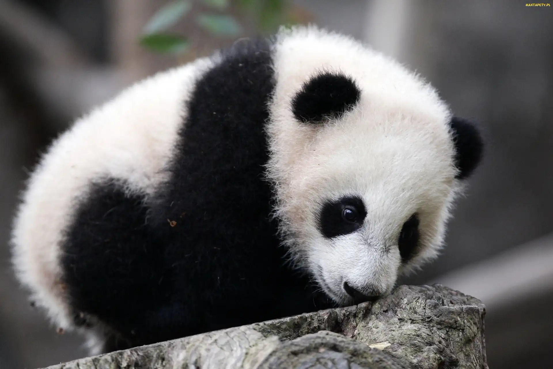 Panda, Kamień, Mała