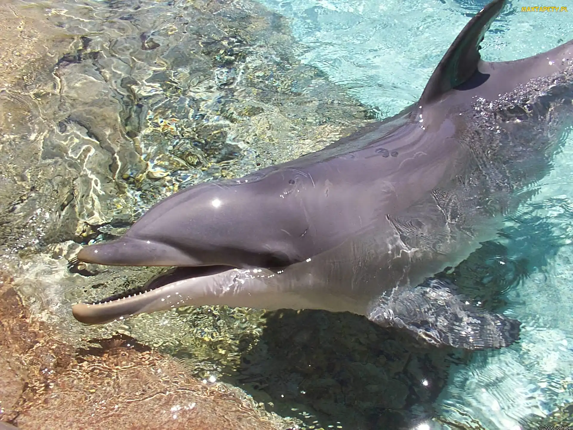 Woda, Dno, Delfin