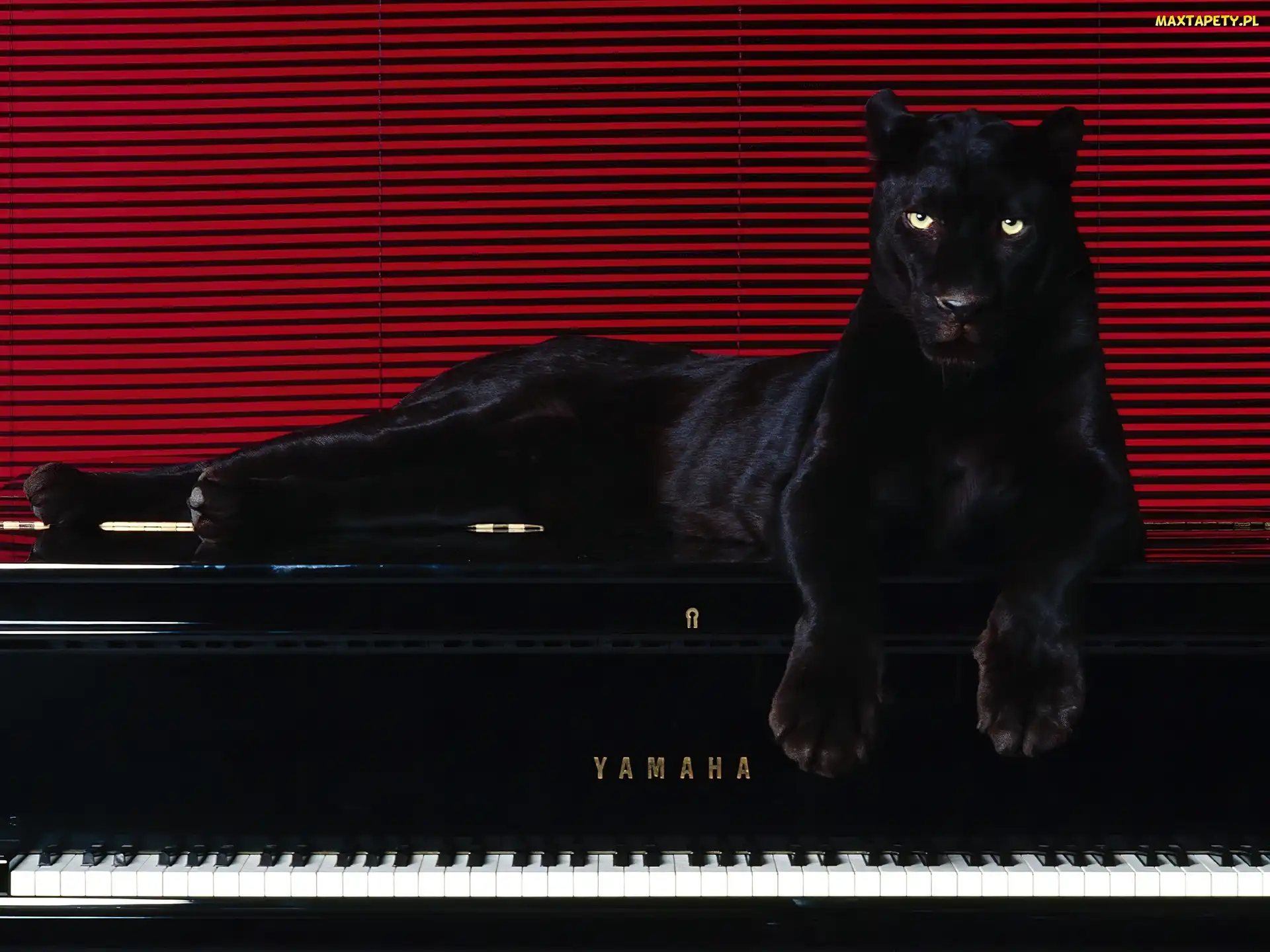 Pantera, Pianino, Czarna