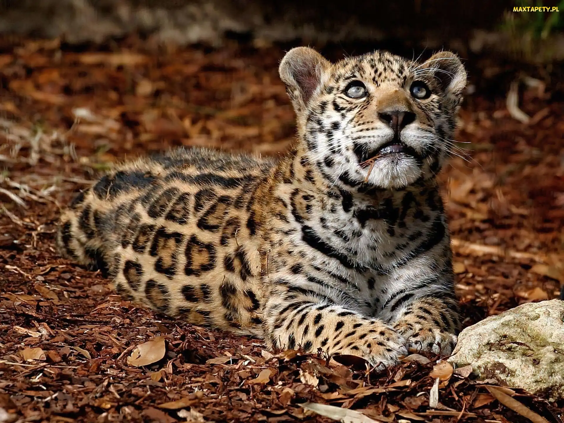 Jaguar, Młody