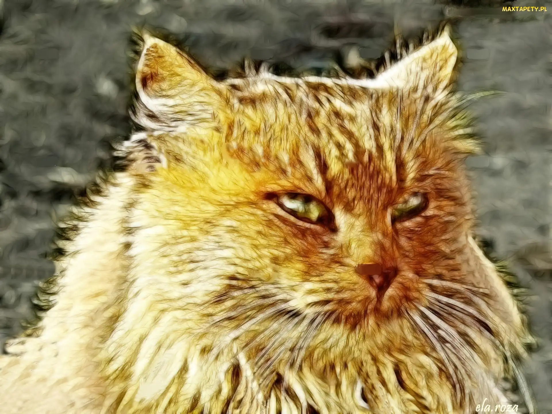 Kotek, Fractalius, Beżowy