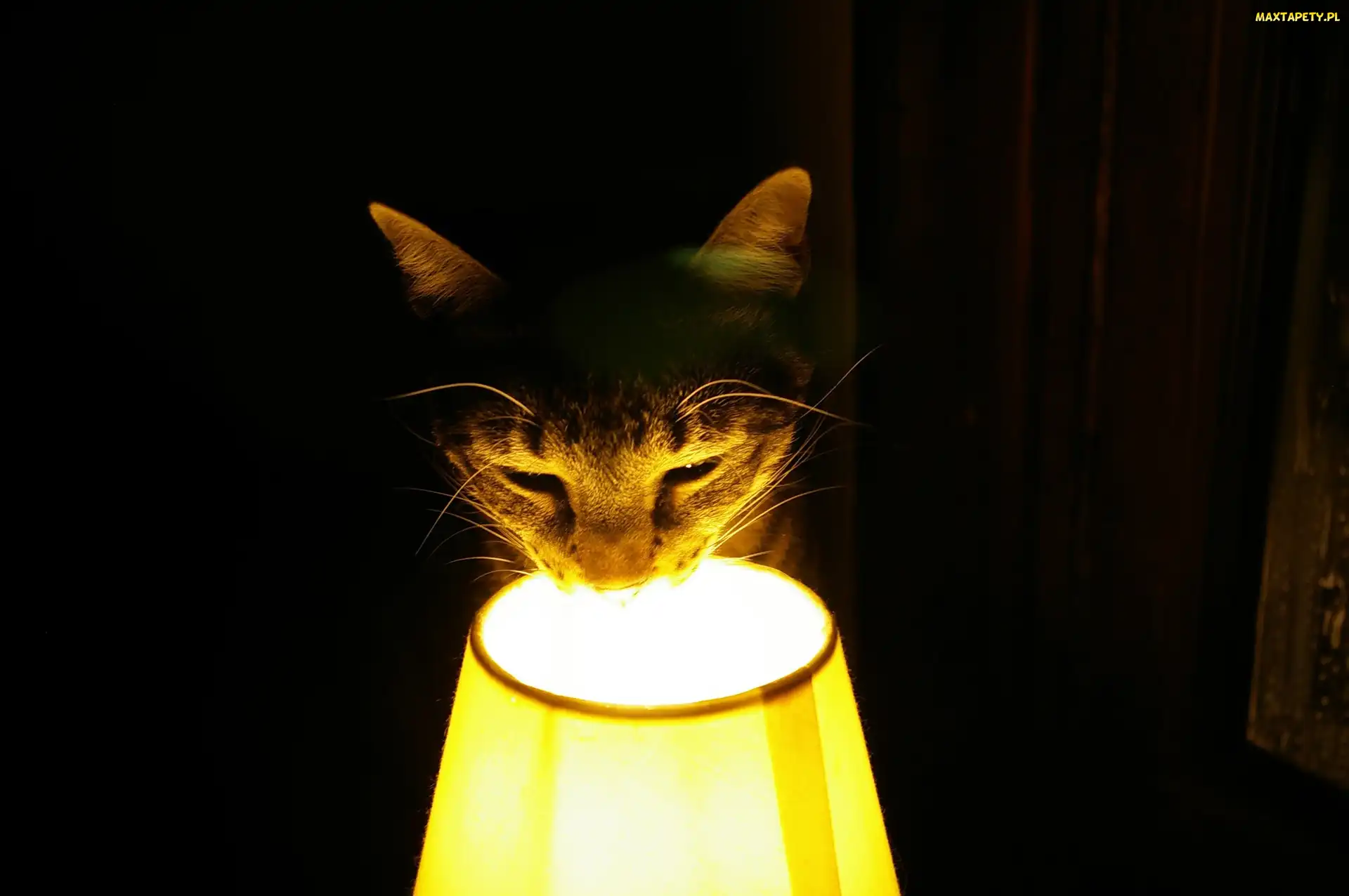 Pyszczek, Lampa, Kot