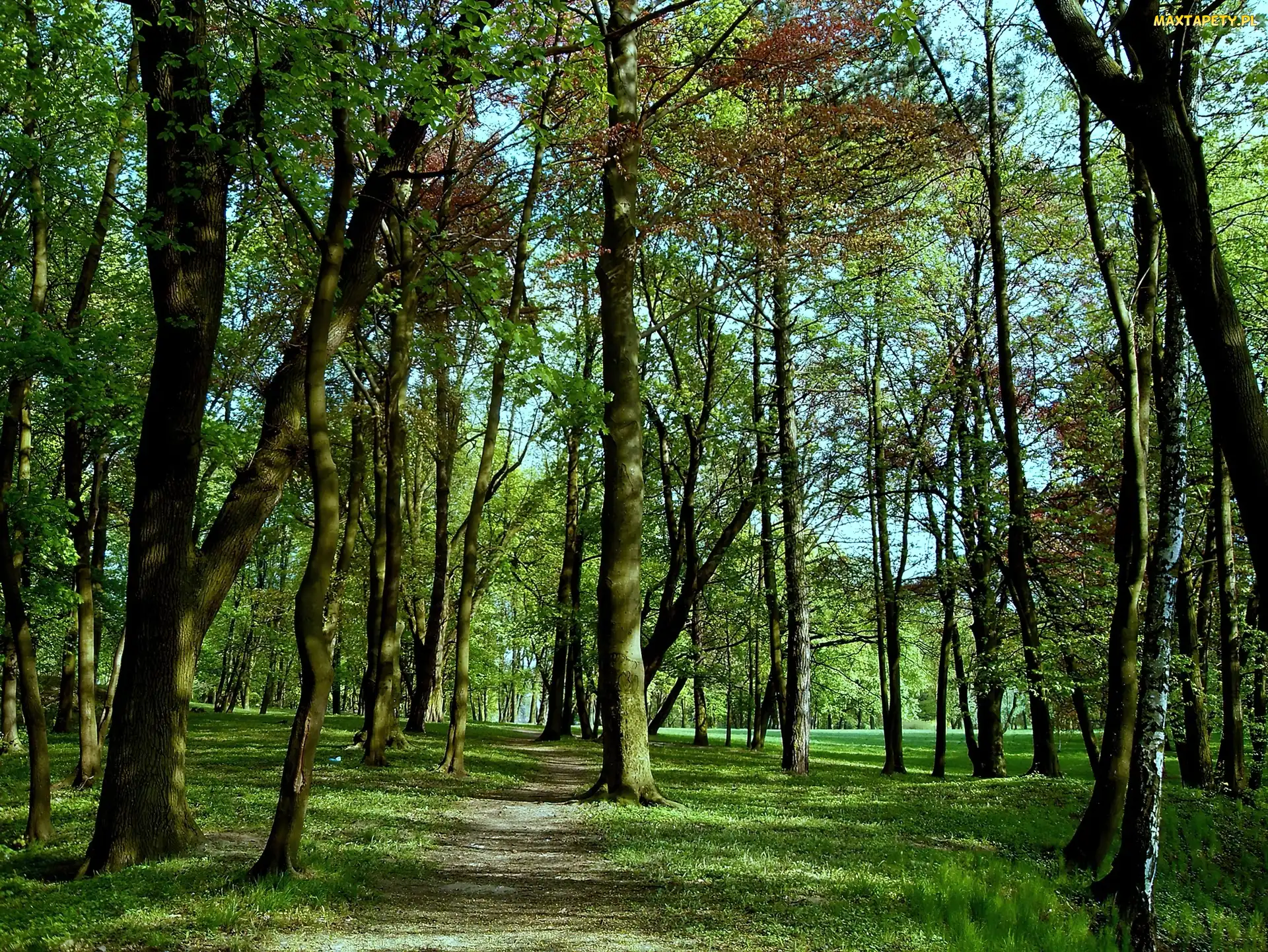 Las, Liście, Drzewa