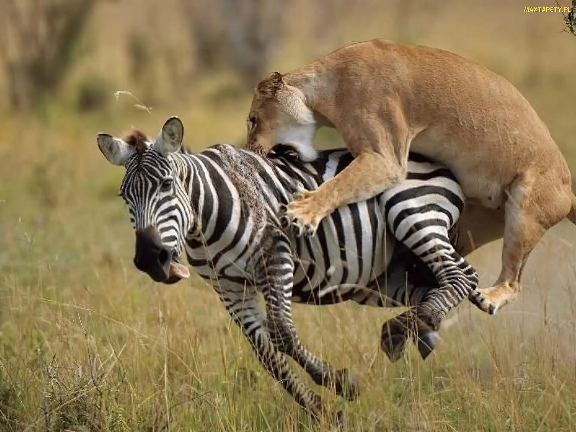 Zebra, Atak, Lwica