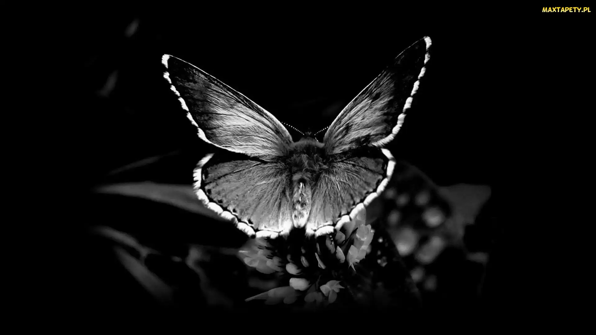 Motyl, Roślina