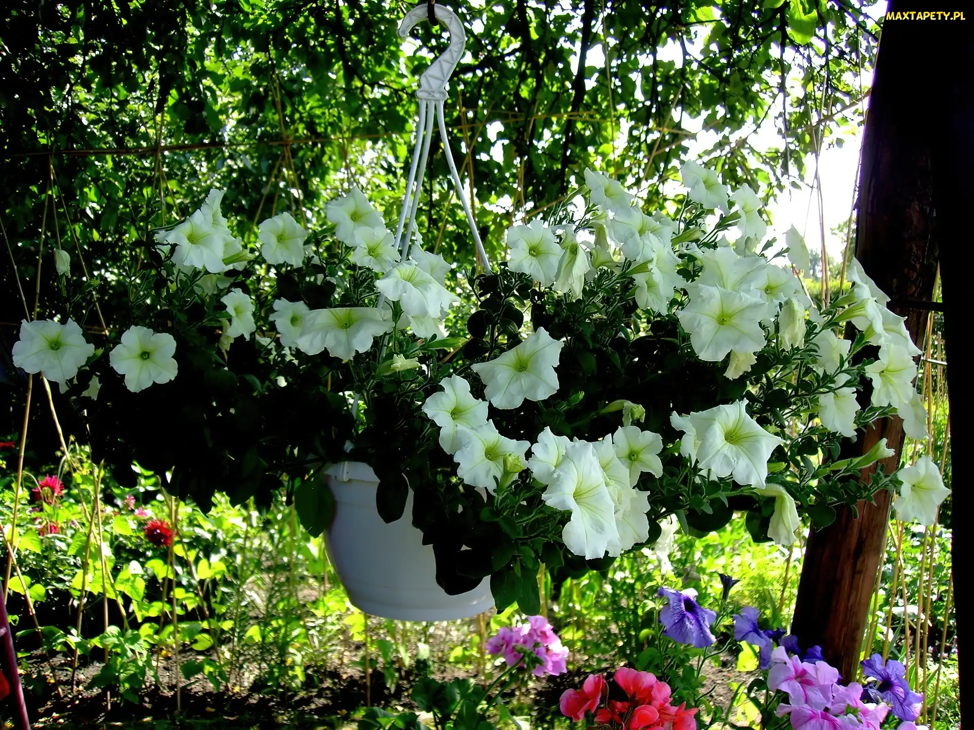 Biała, Ogród, Petunia