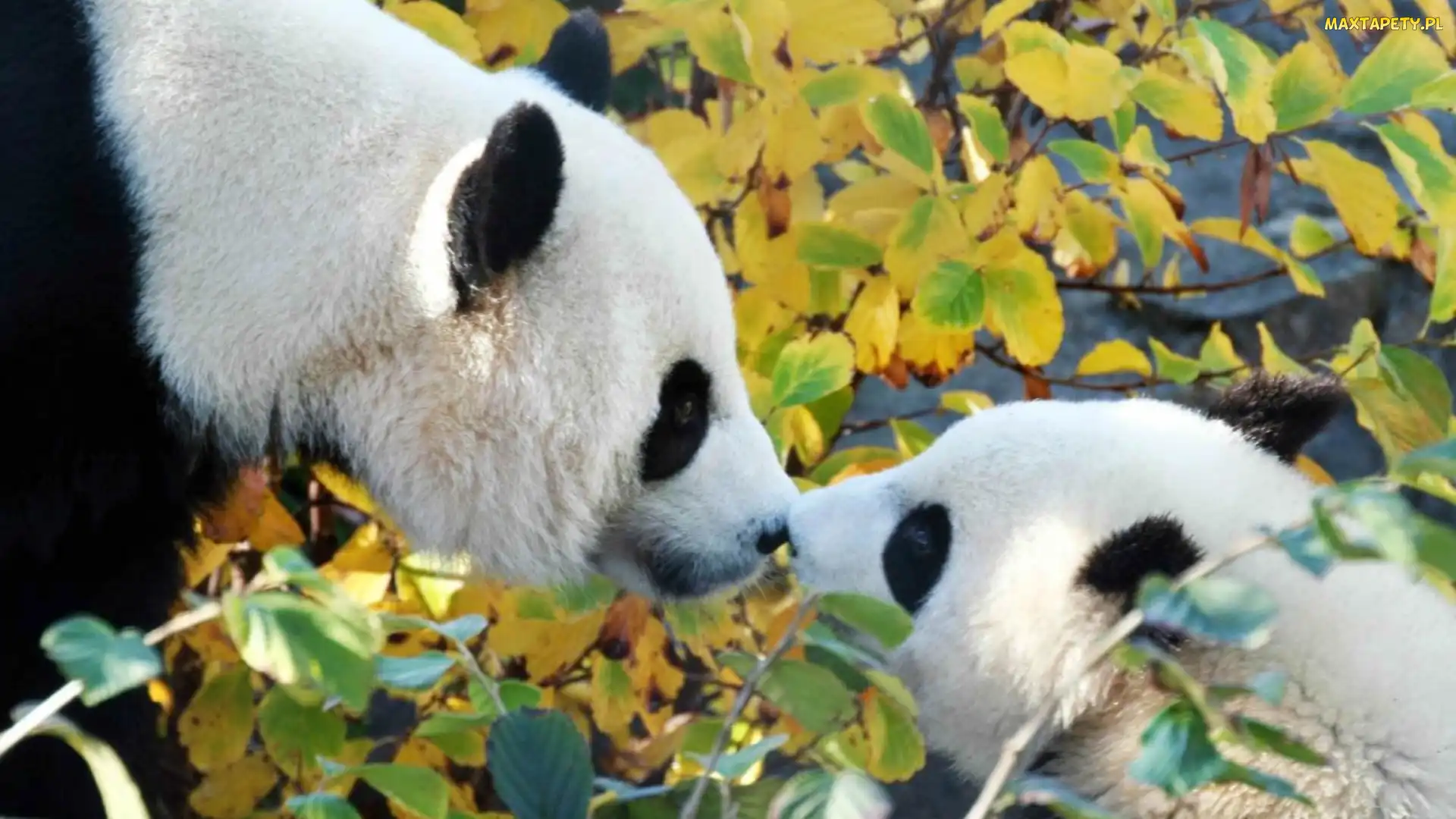 Misie, Panda, Dwa