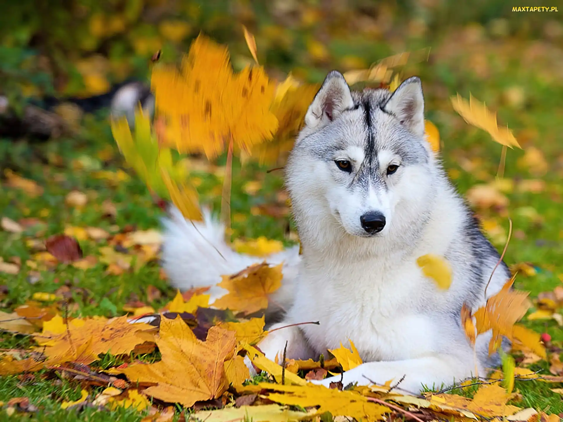 Husky, Jesień, Pies