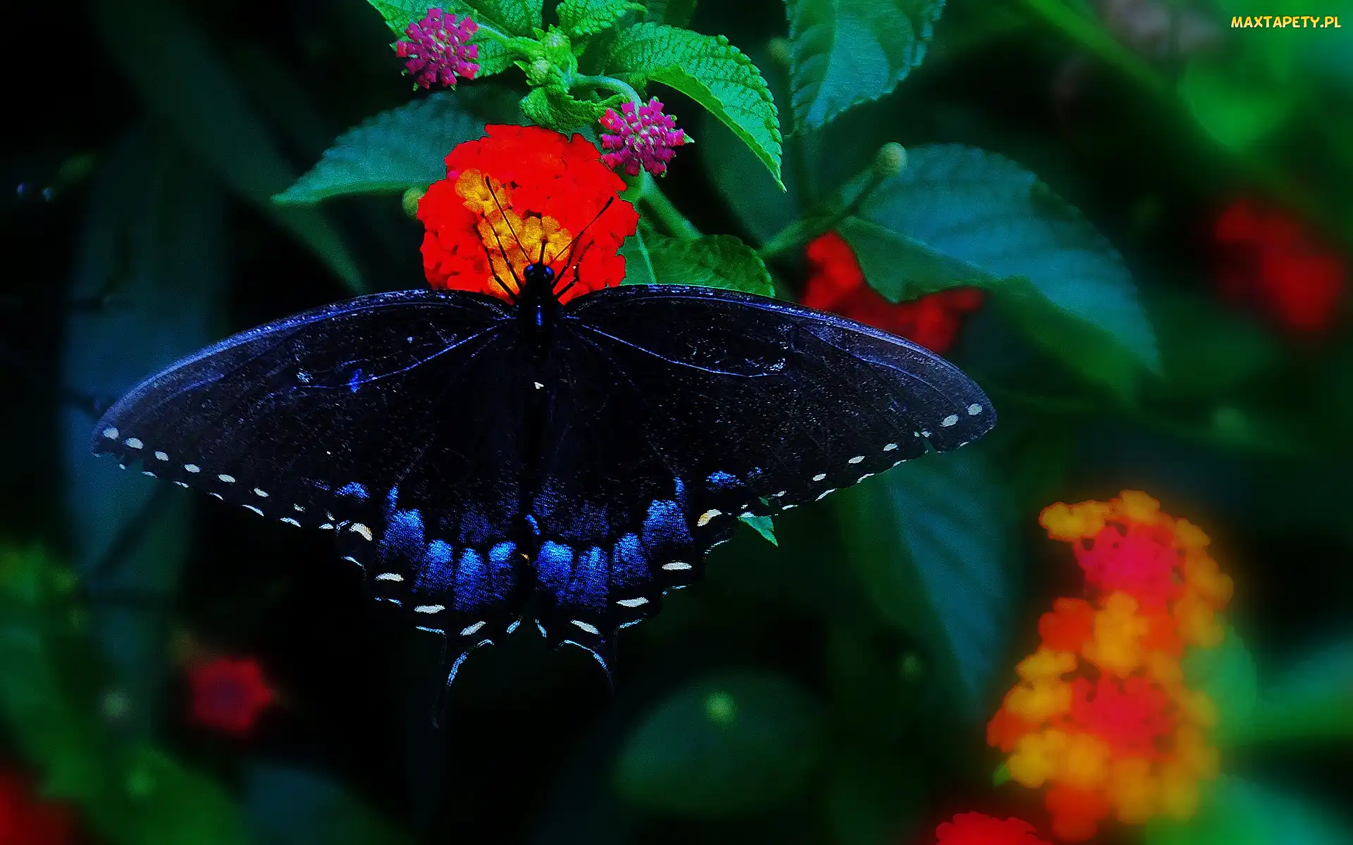 Motyl, Kwiaty, Granatowy