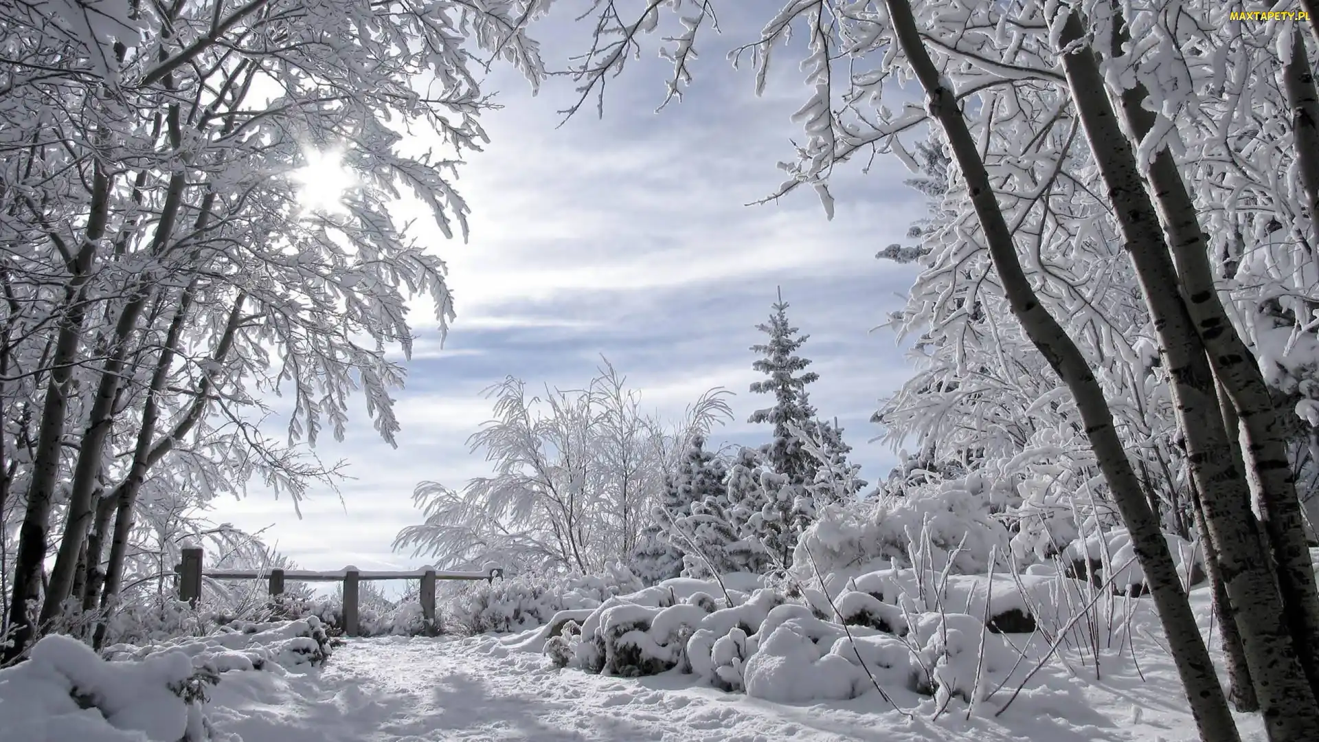 Drzewa, Śnieg, Zima