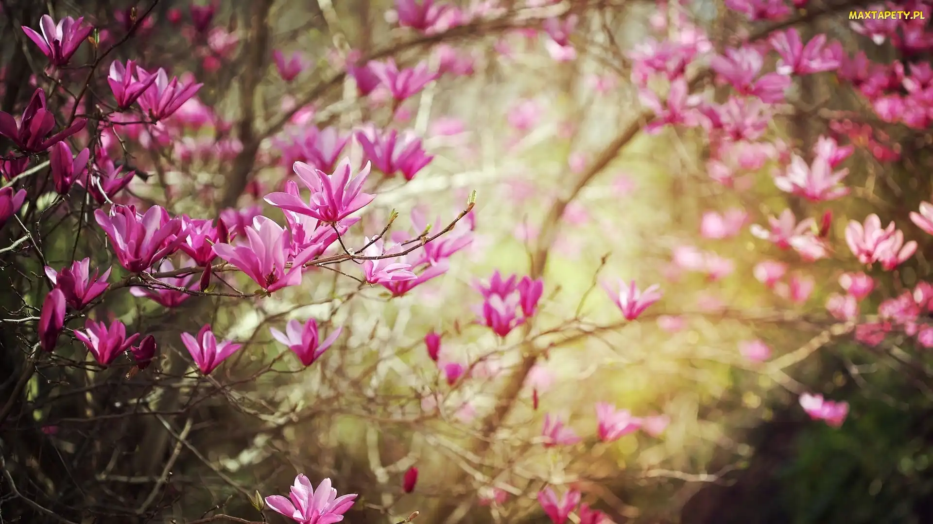 Magnolia, Kwiatki, Gałązka, Różowe