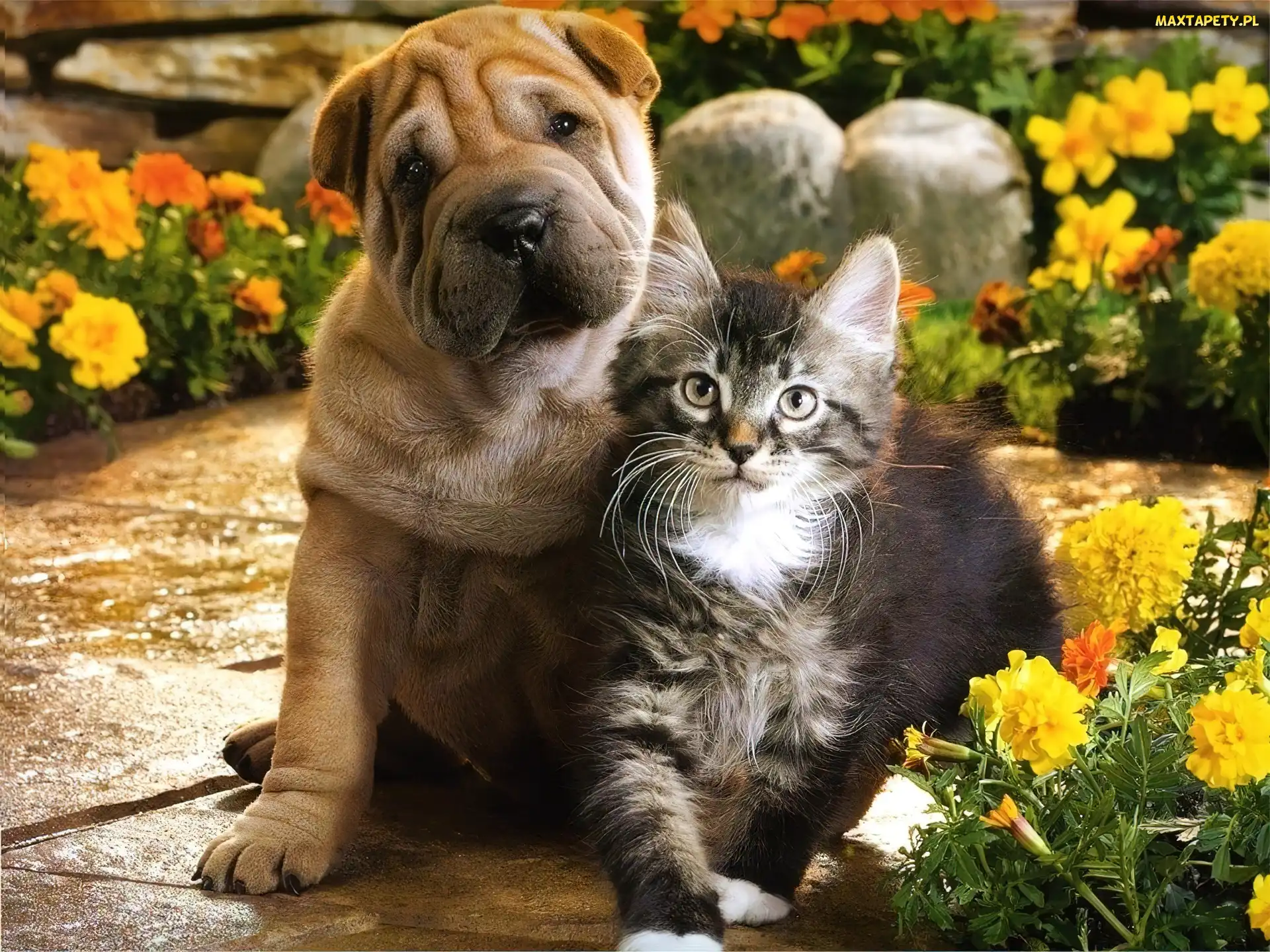 Pies, Shar Pei, Kot