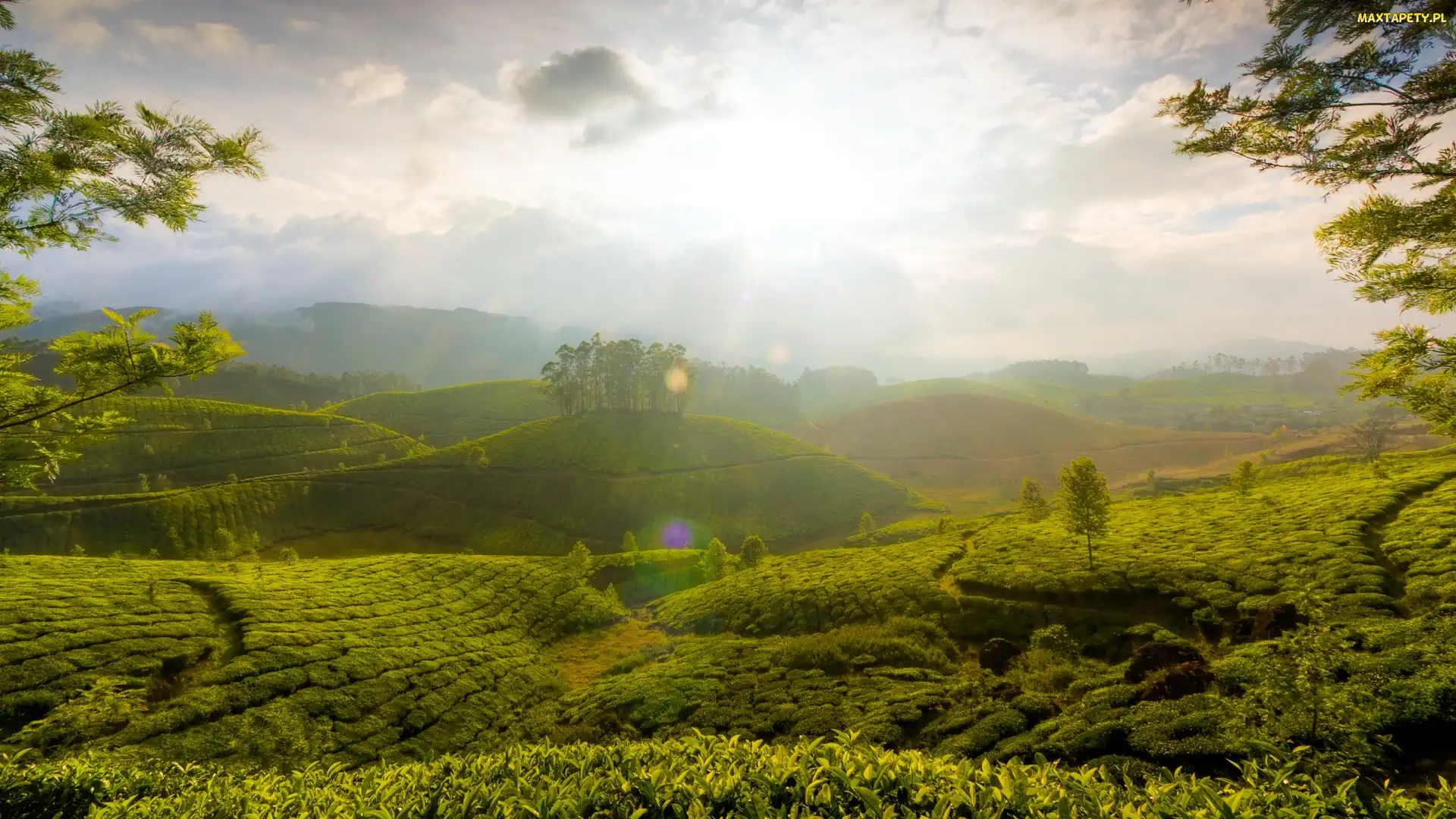 Indie, Munnar, Plantacja, Herbata