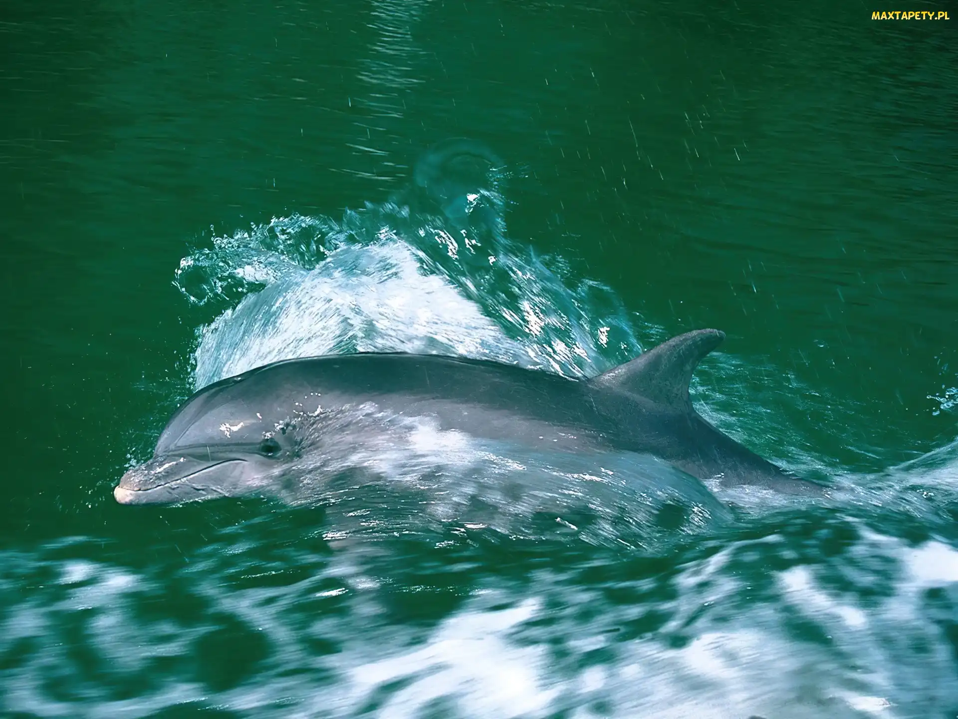 Delfin, Woda, Płynący