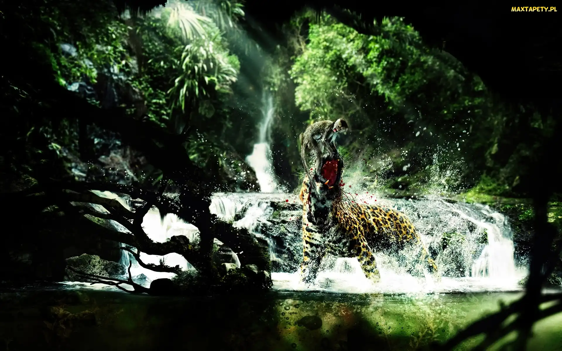 Małpa, Krew, Gepard