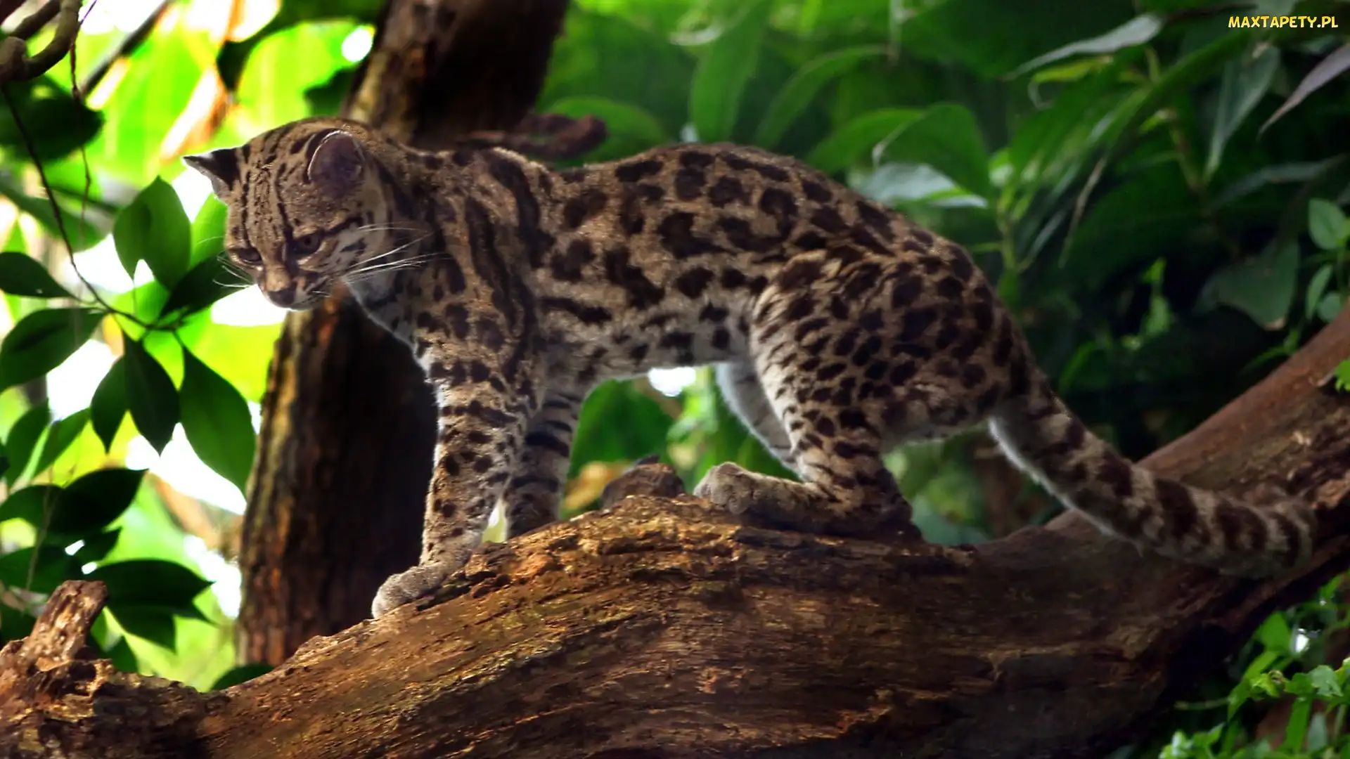Margay, Drzewo, Kot