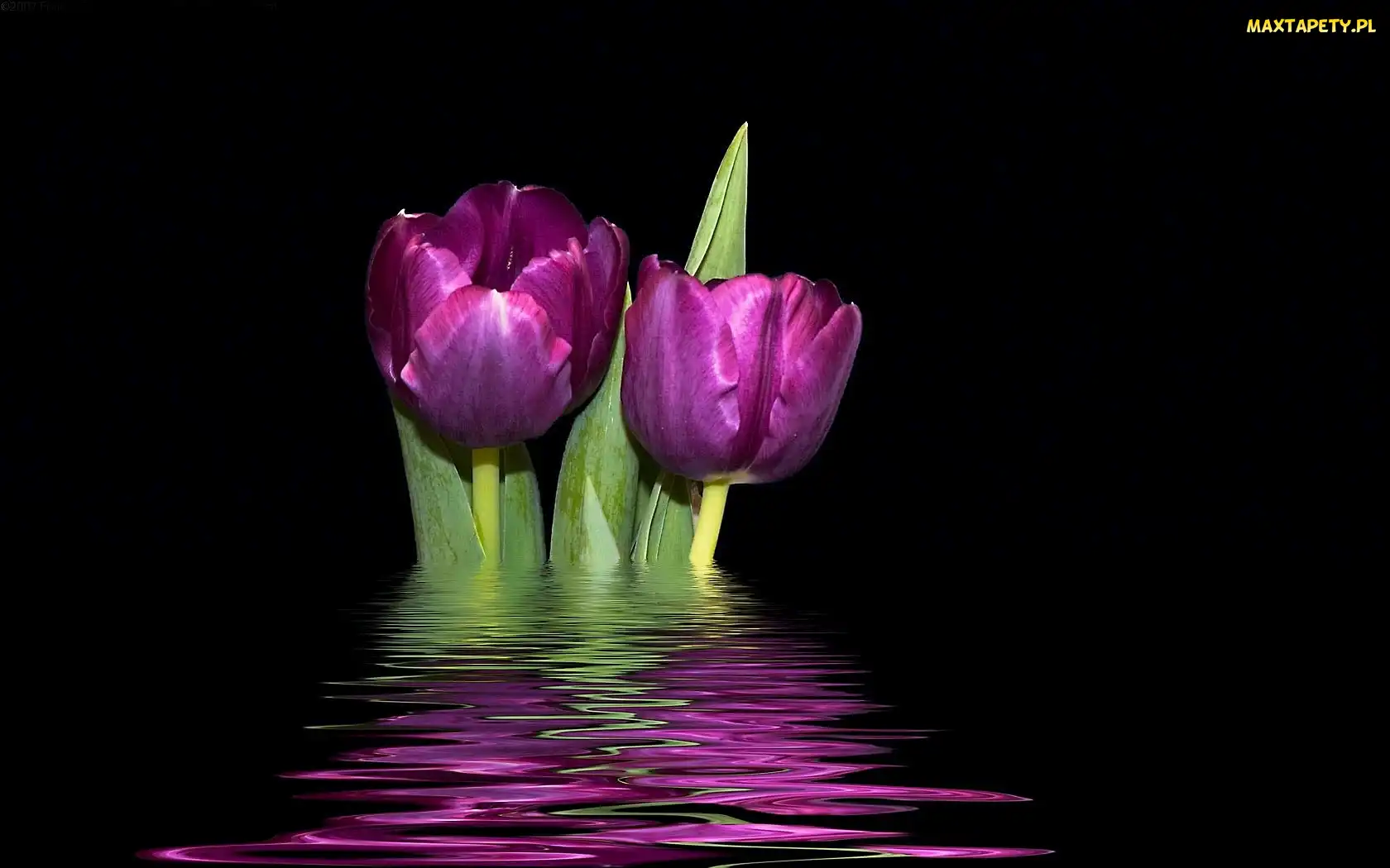 Dwa, Odbicie, Tulipany
