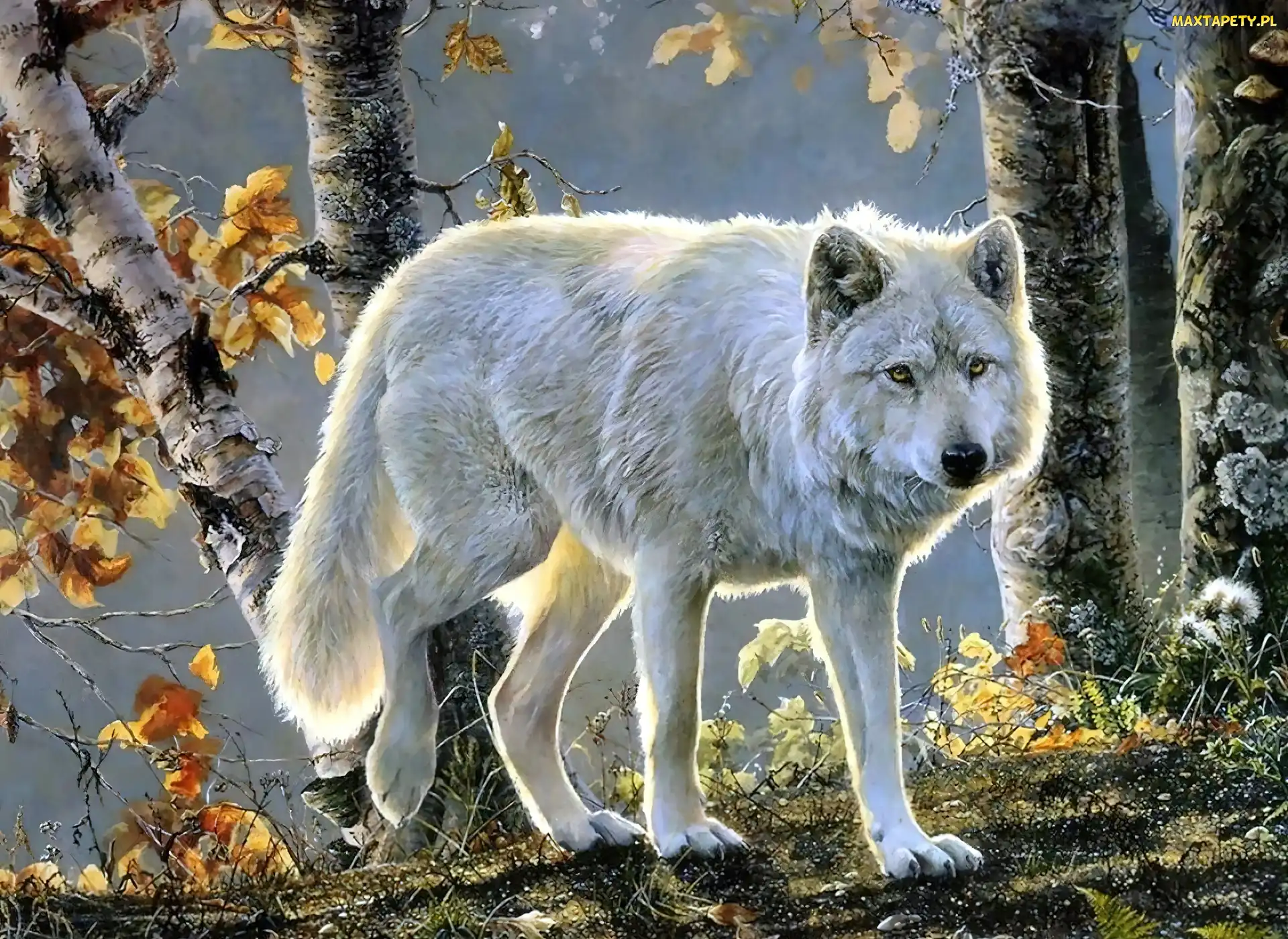 Wilk, Las