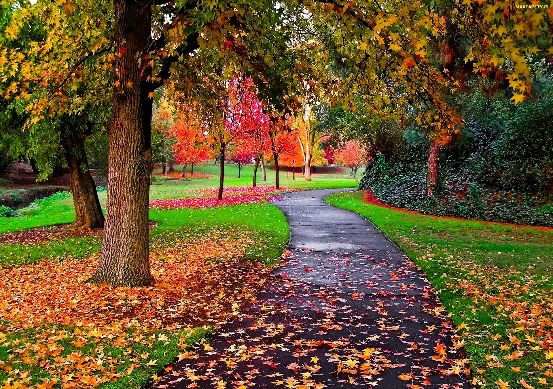 Park, Ścieszka, Jesień