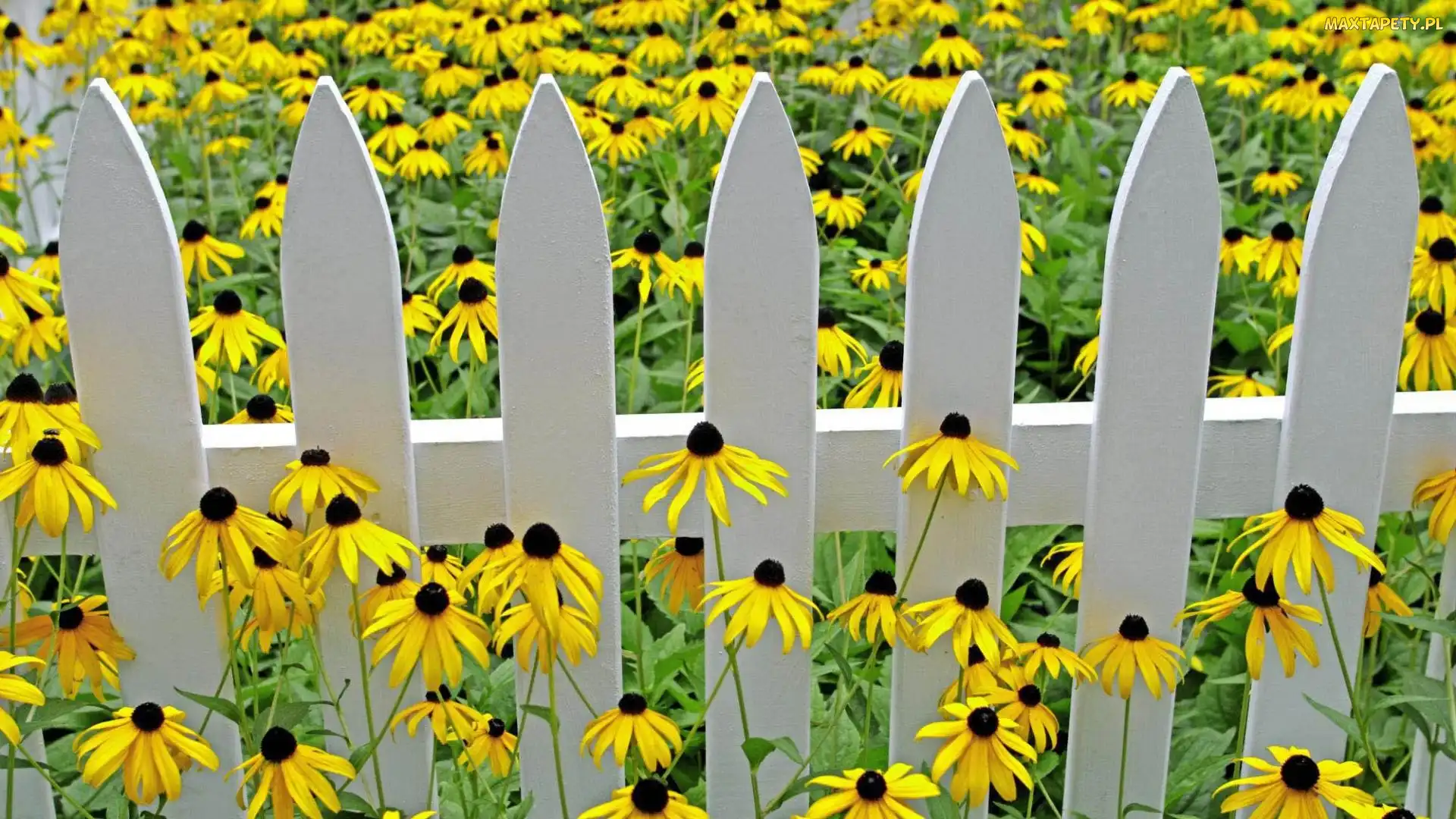 Rudbekia, Płotek, Łąka