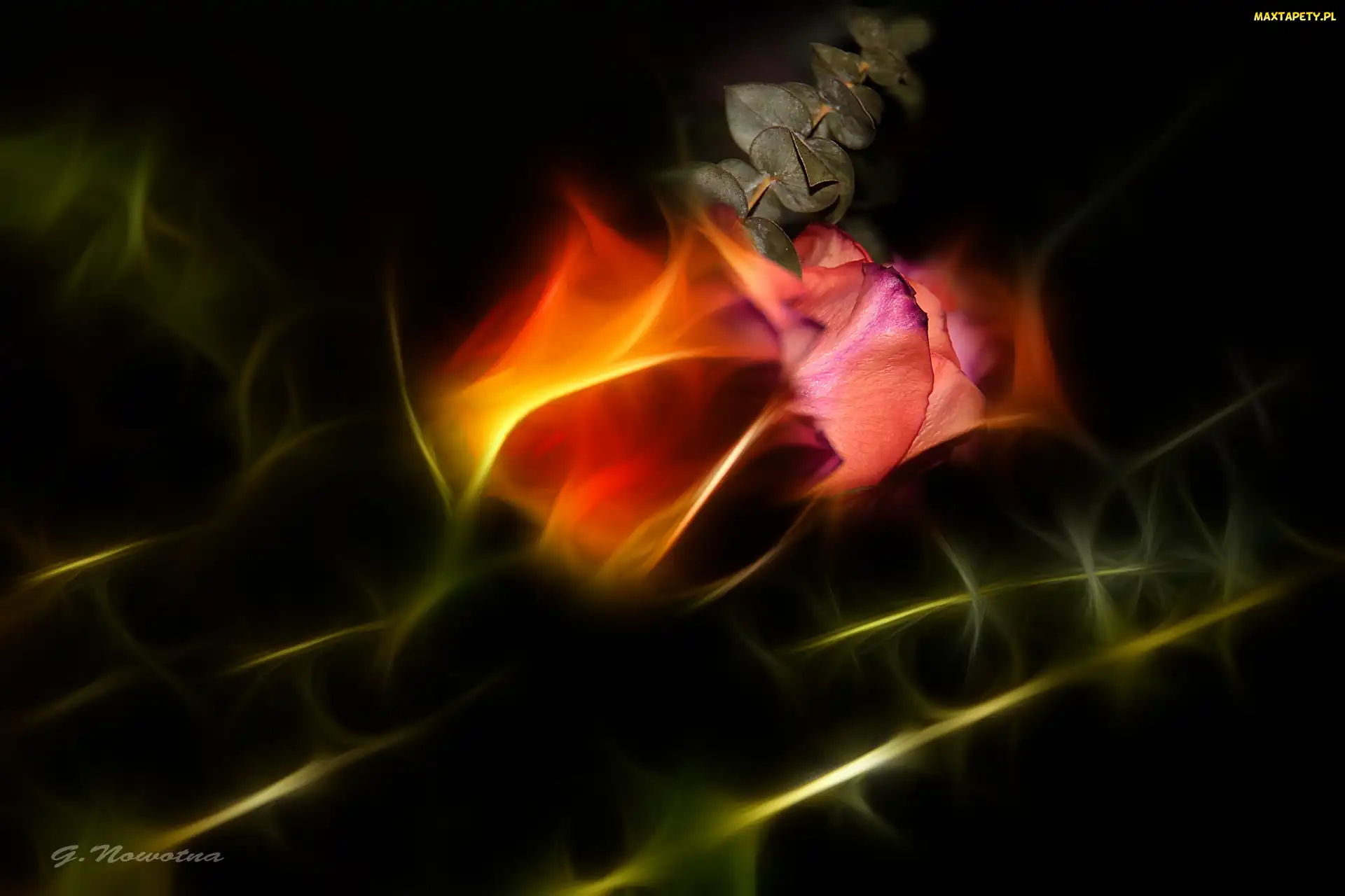 Róże, Fractalius