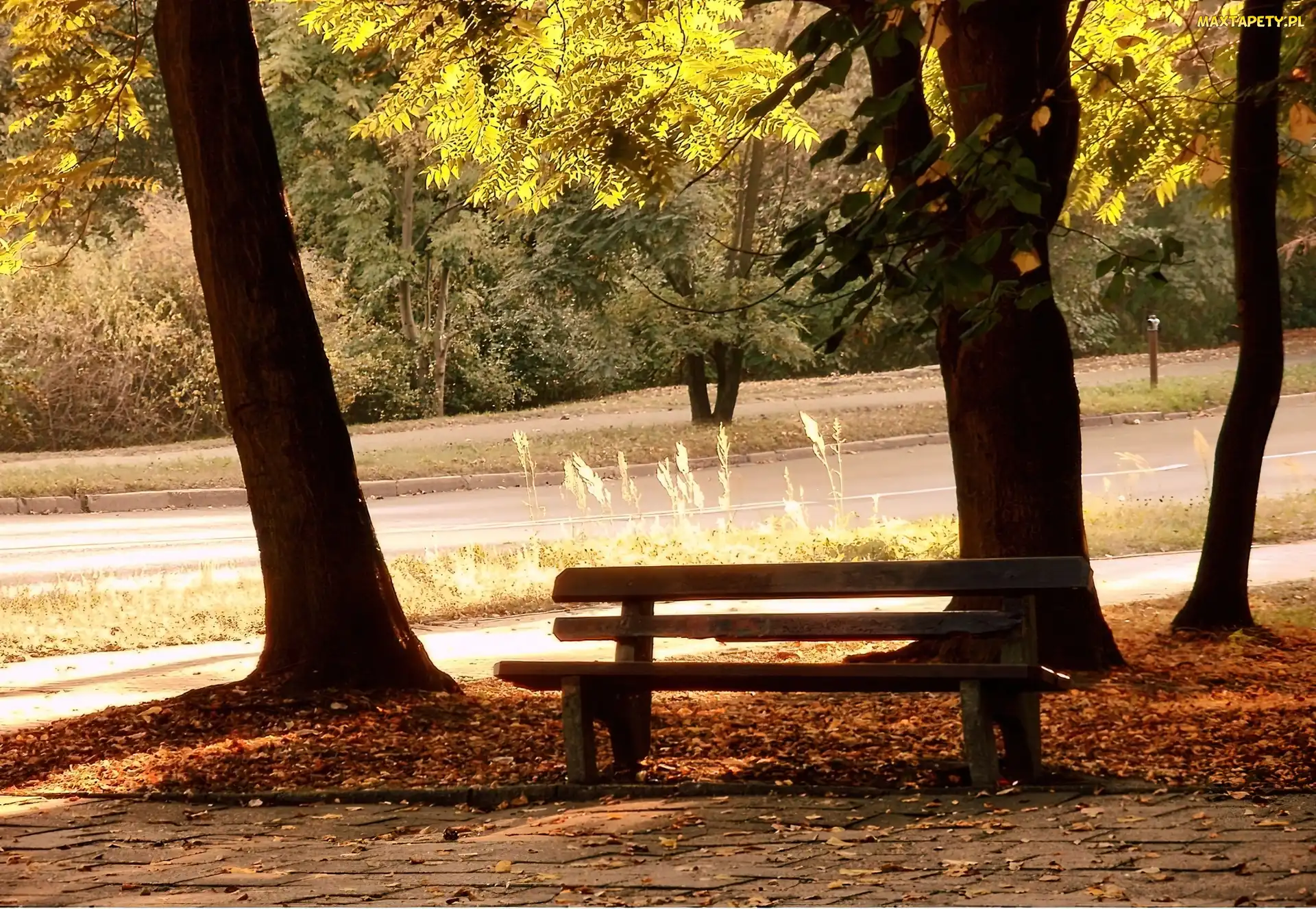 Liście, Drzewa, Park, Ławka