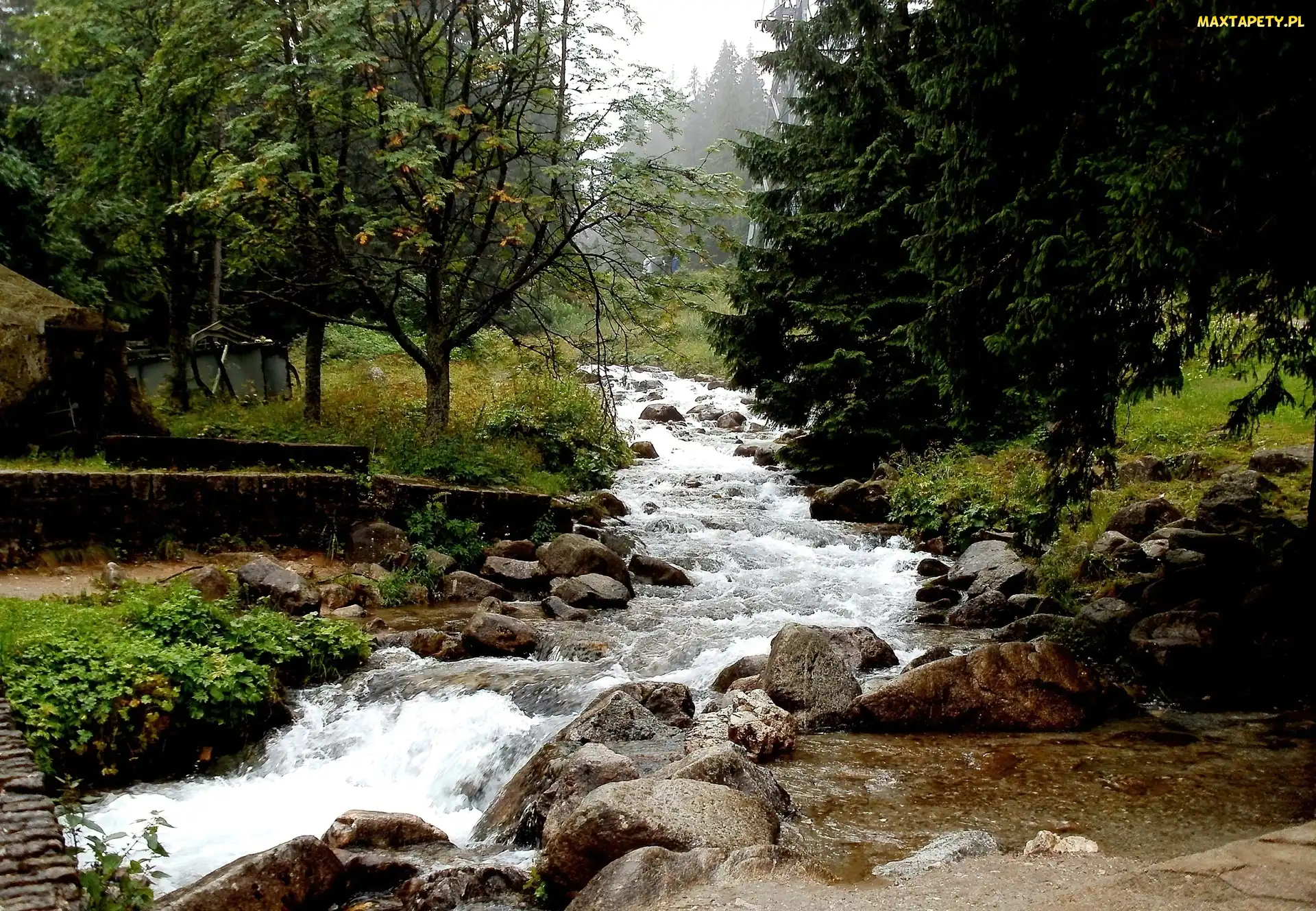 Rzeka, Kamienie, Las