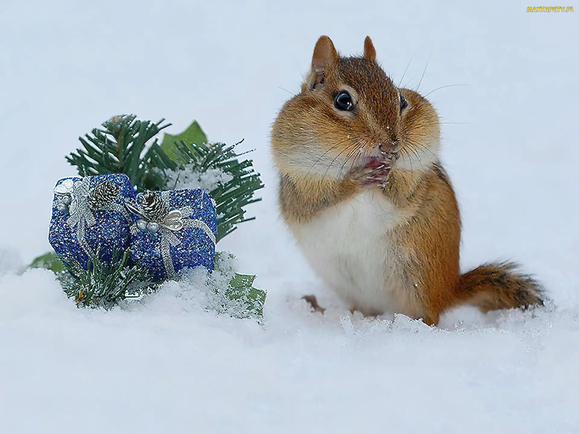 Chipmunk, Stroik, Śnieg, Świąteczny